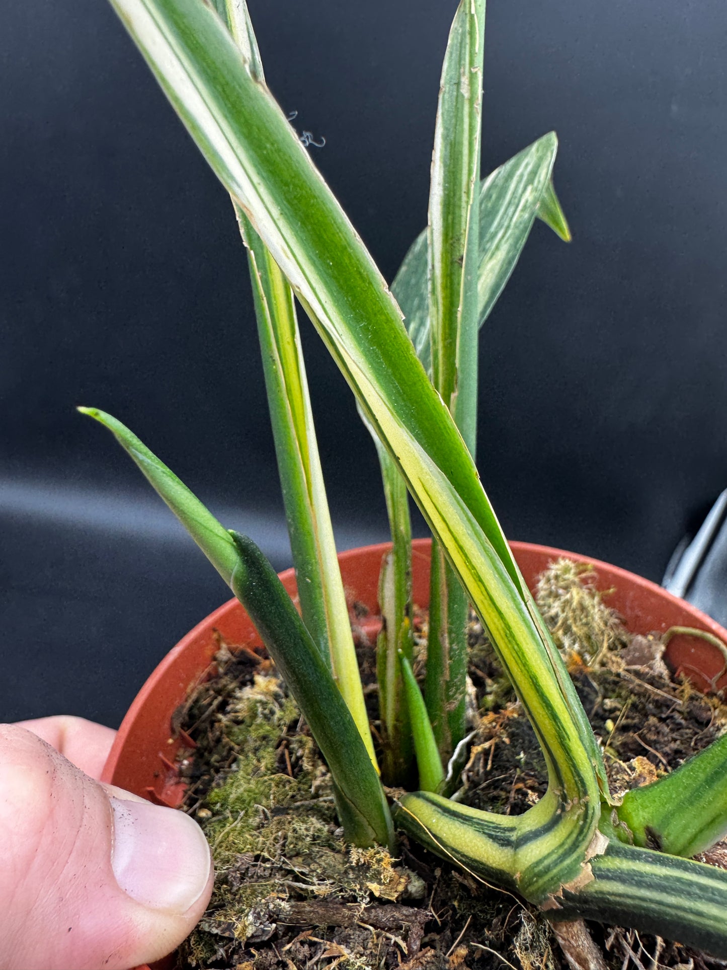 Epipremnum Amplissimum Aurea variegata mit 3 Trieben