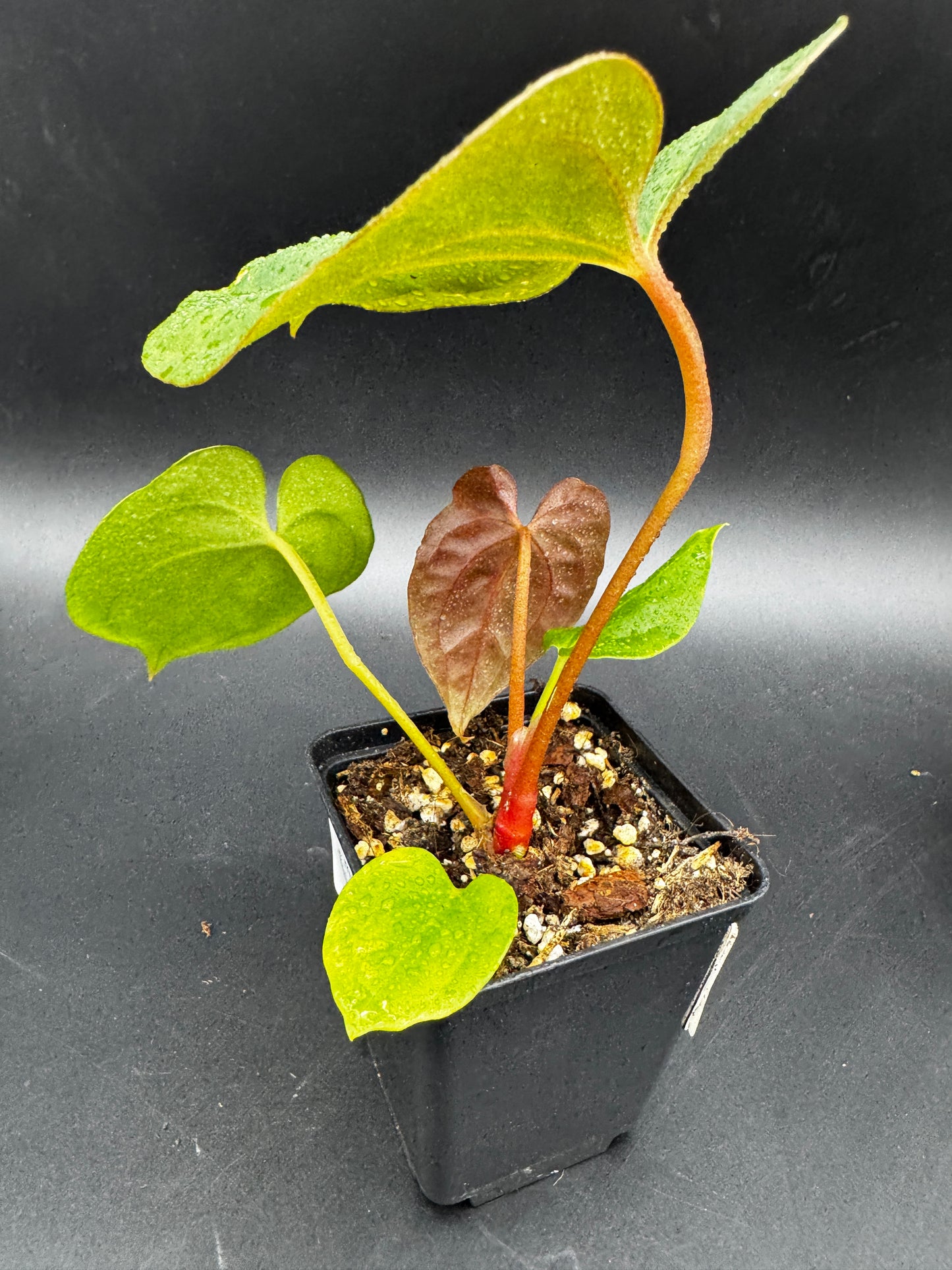 Anthurium Blue Papi X Goliath