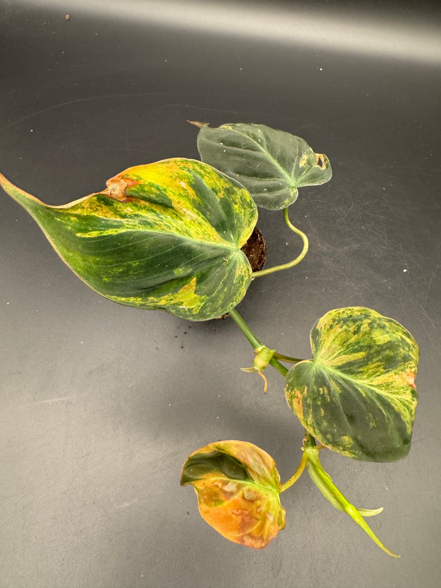 Philodendron micans variegata