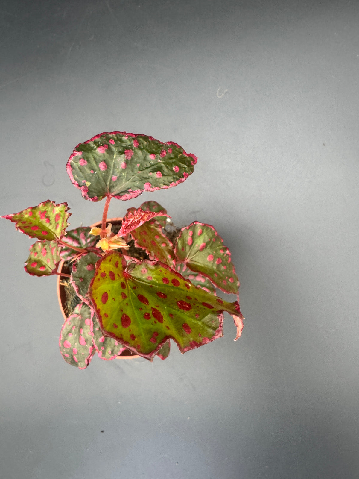 Begonia Pink Lady