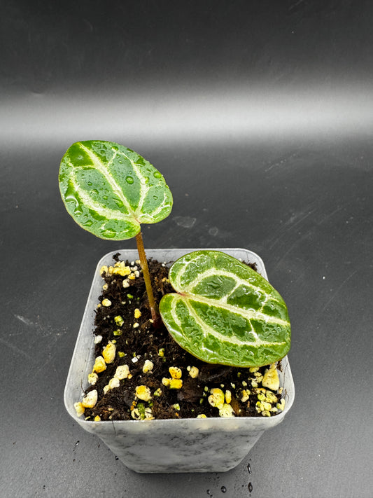 Anthurium Michelle x Michelle