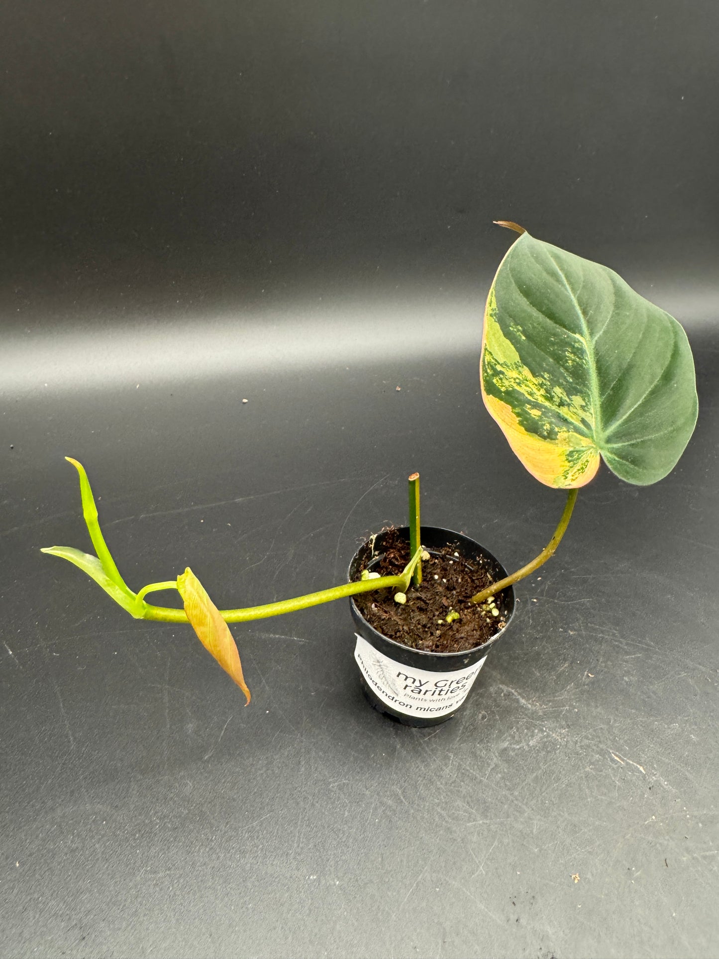 Philodendron micans variegata