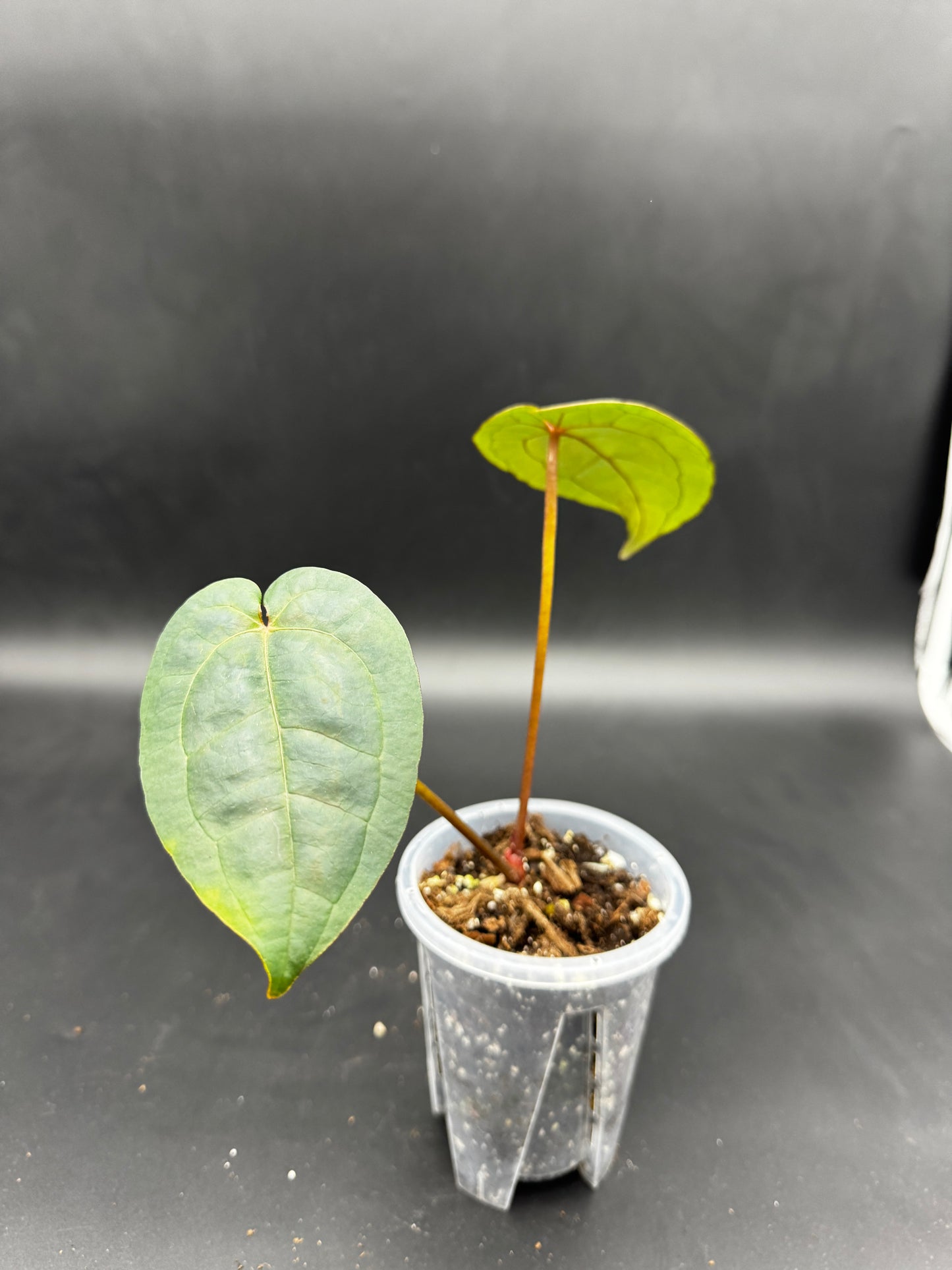 Anthurium AoS dfxgf × Michelle