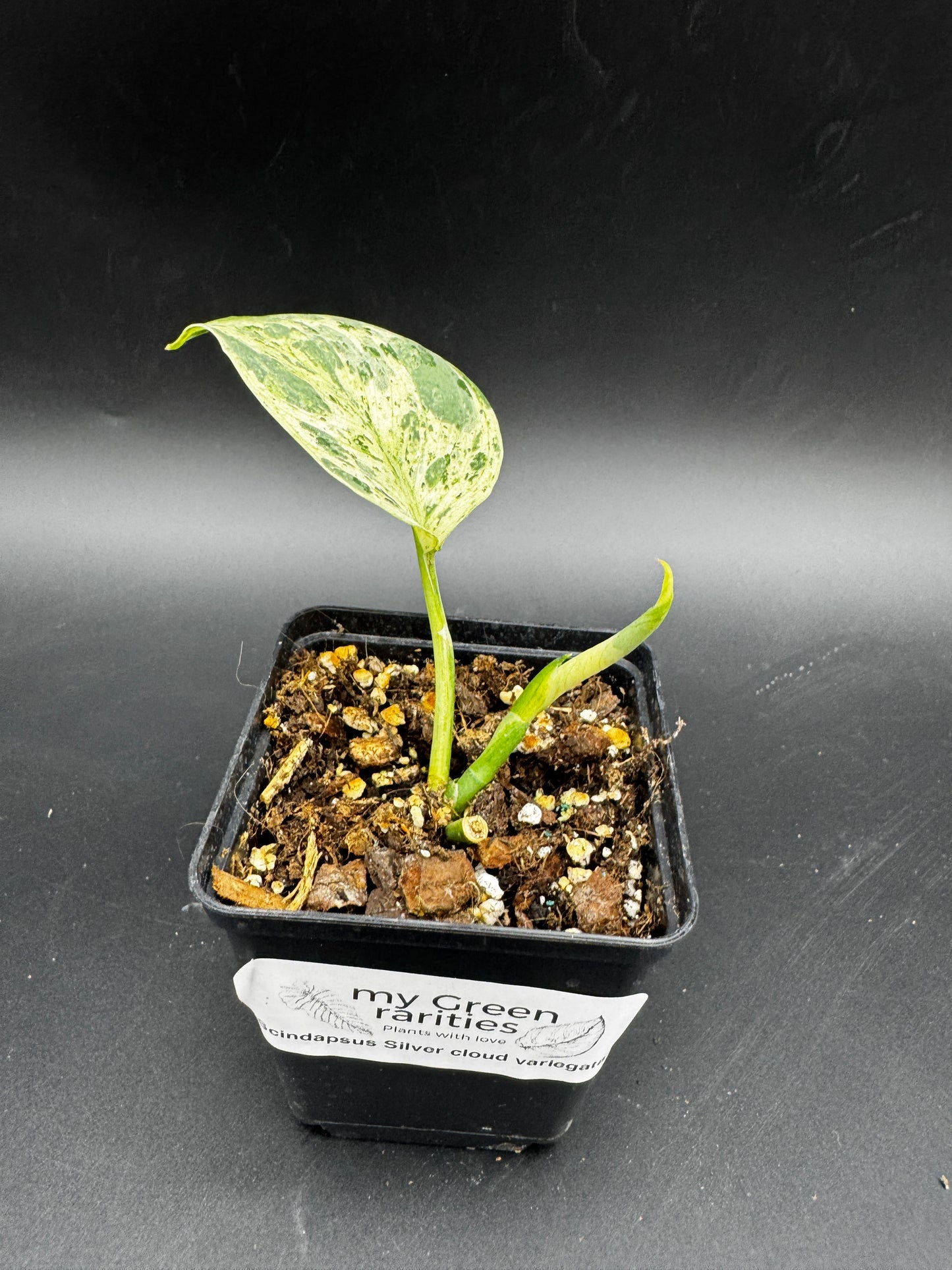 Scindapsus Silver Cloud variegata