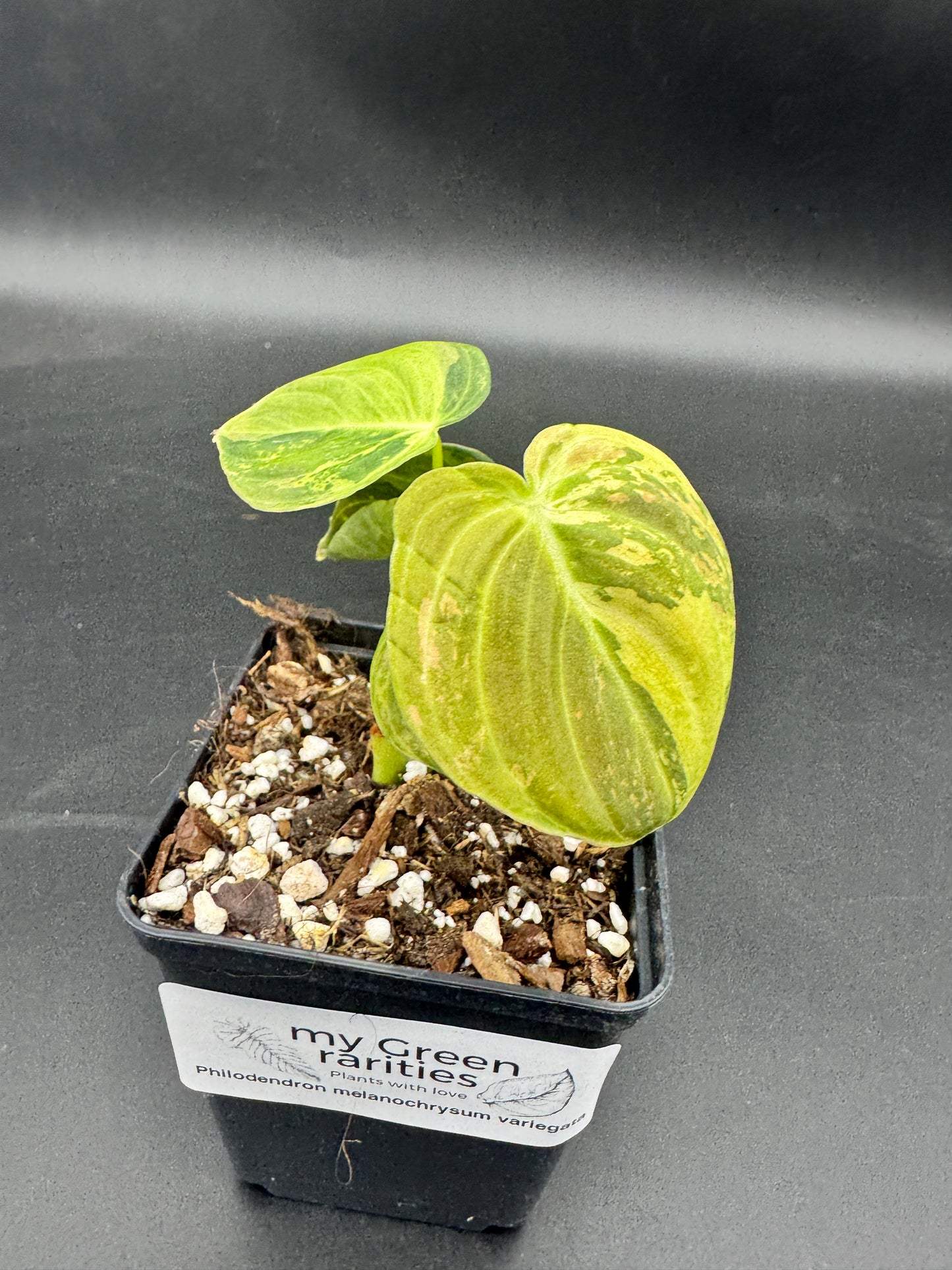 Philodendron melanochrysum variegata