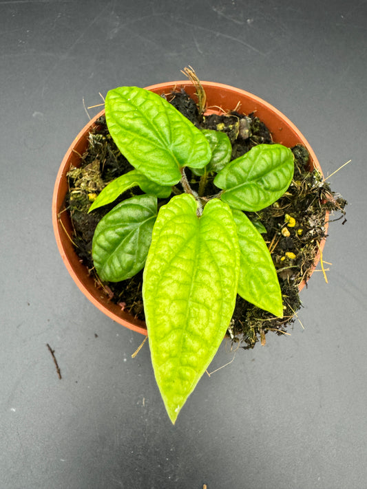 Piper parmatum