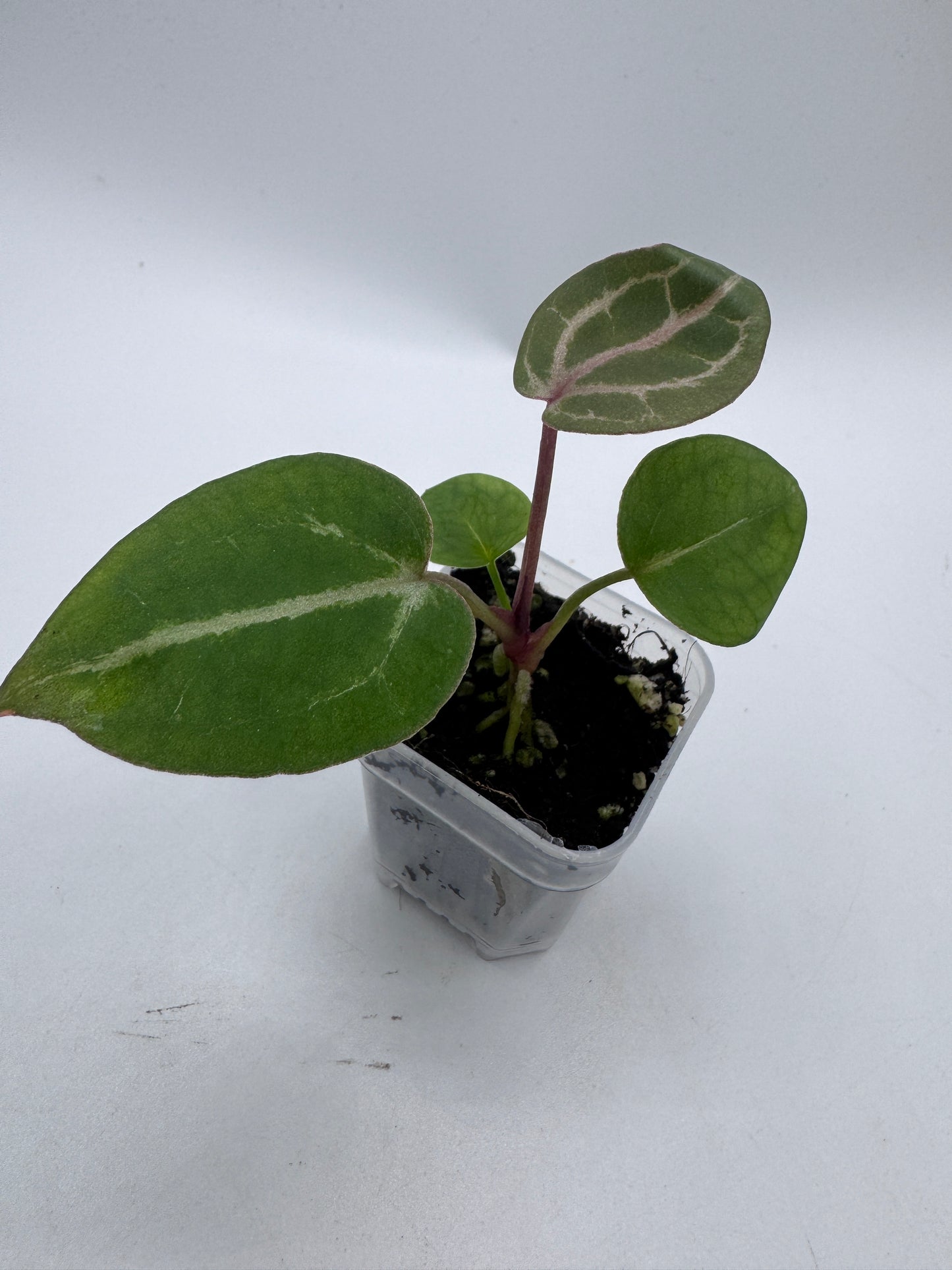 Anthurium Michelle x Michelle