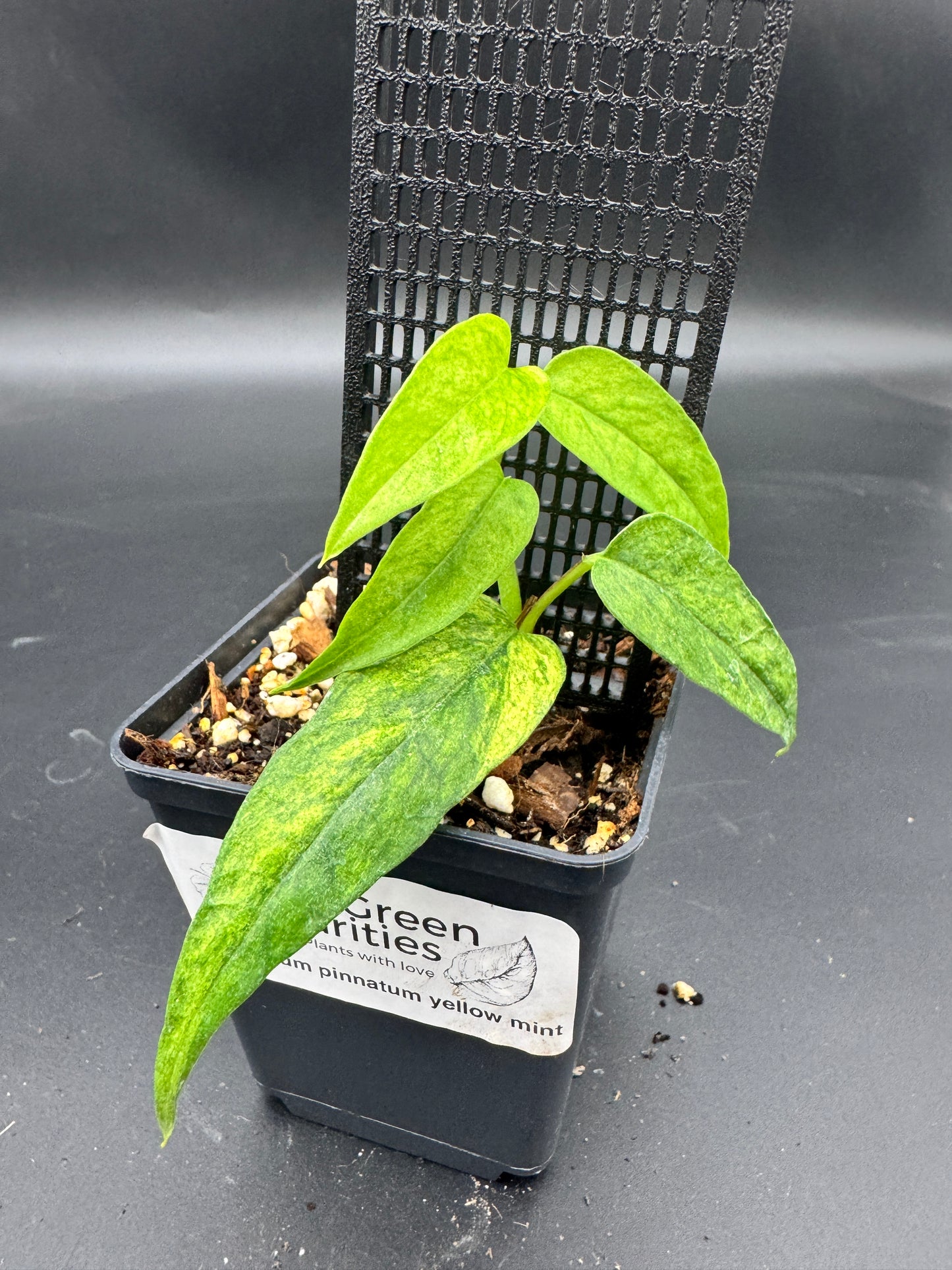 Epipremnum pinnatum yellow Mint variegata