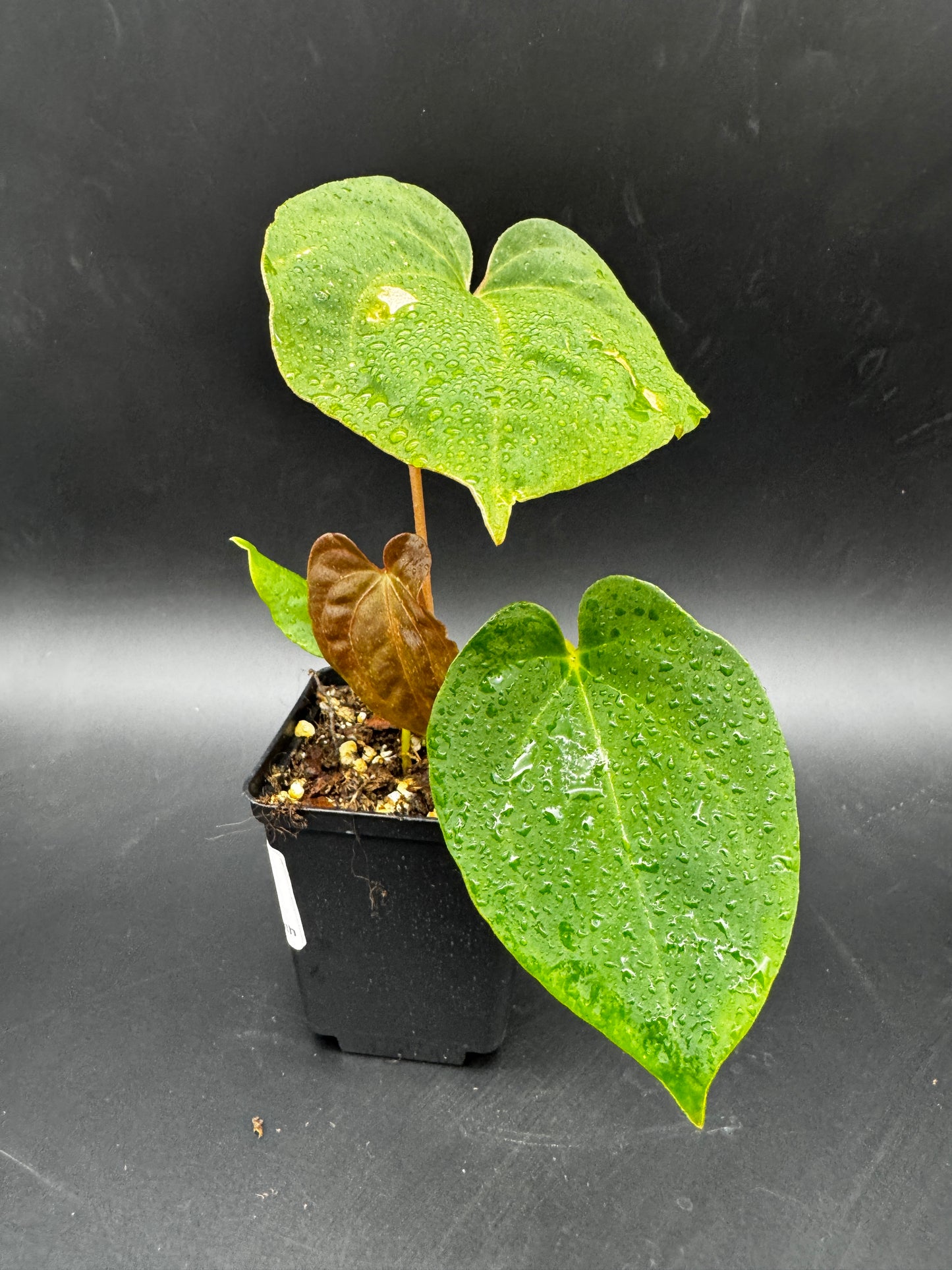 Anthurium Blue Papi X Goliath