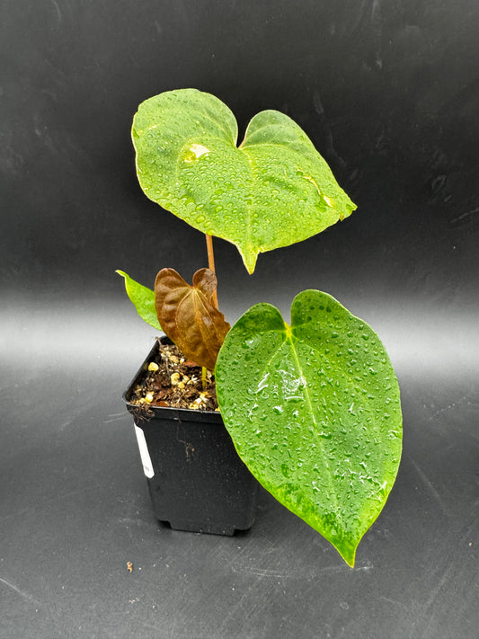 Anthurium Blue Papi X Goliath