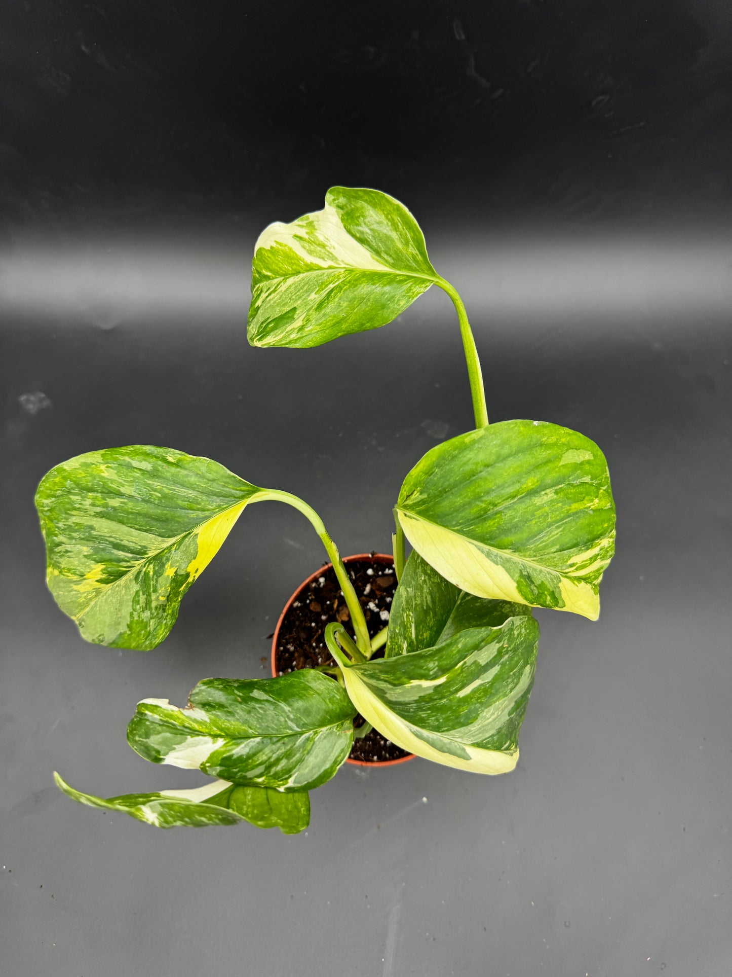 Monstera Lechleriana variegata