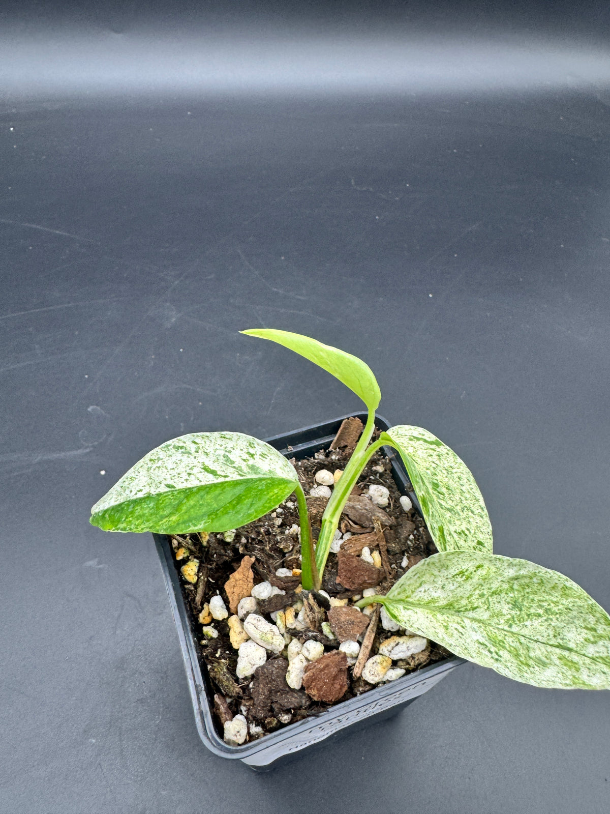 Epipremnum hanoman sp Bali