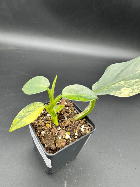Philodendron Silver Sword variegata