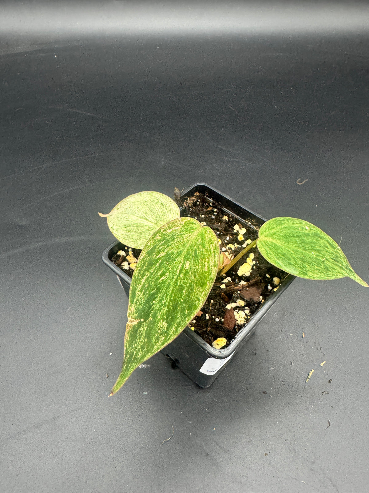 Philodendron micans pink Marble variegata