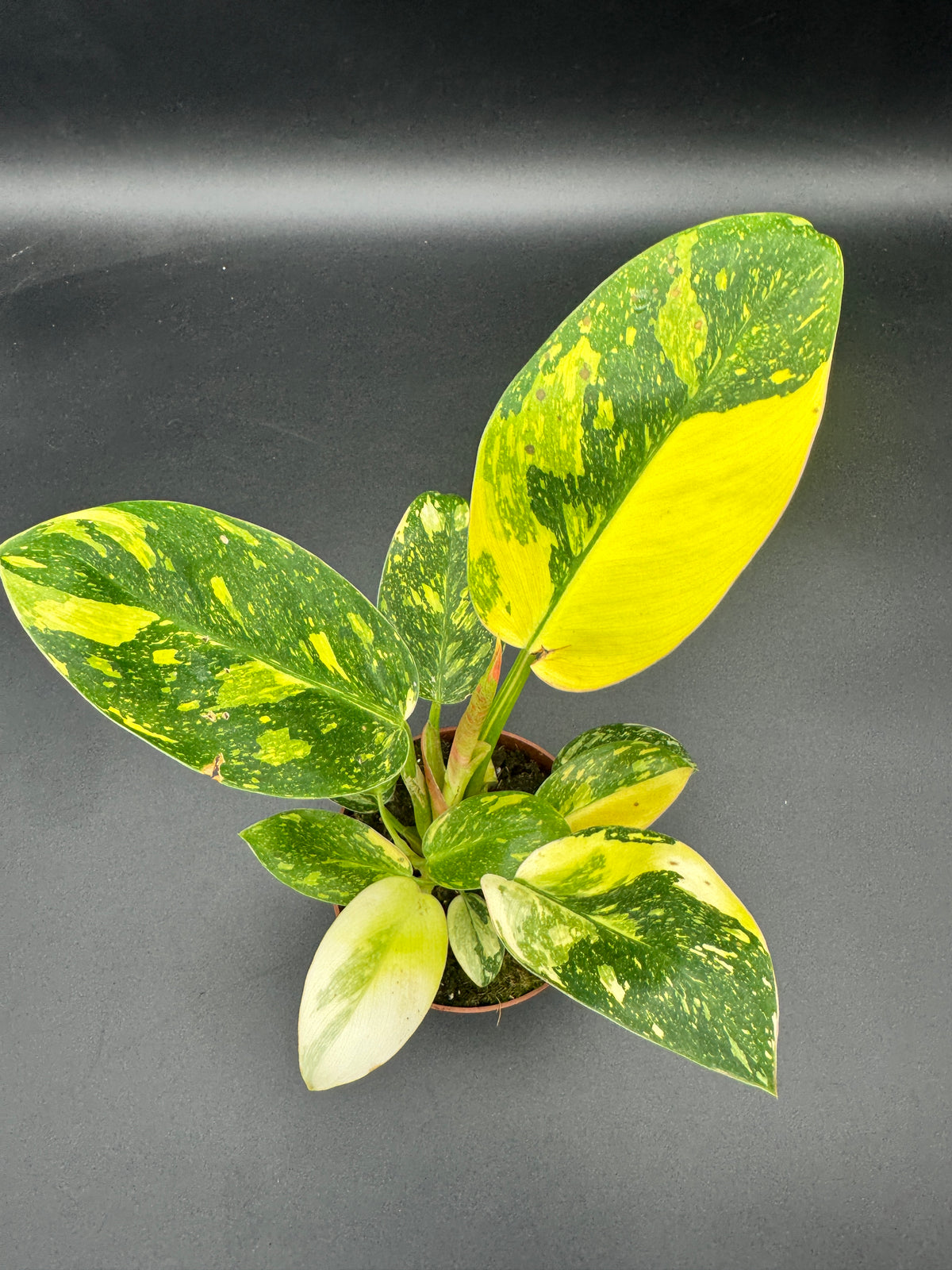 Philodendron Green Kongo variegata