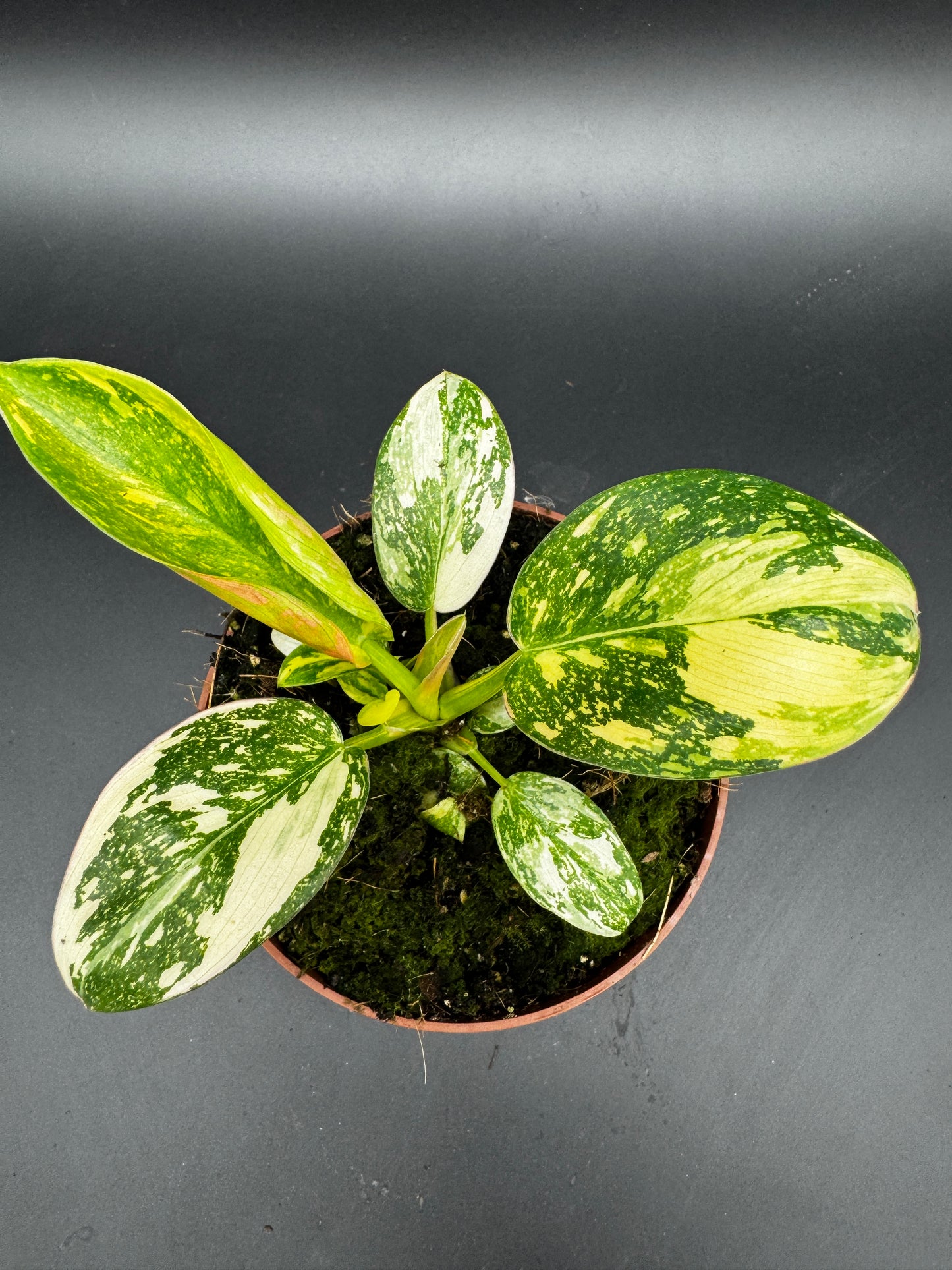 Philodendron Green Kongo variegata