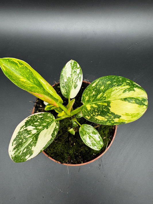 Philodendron Green Kongo variegata