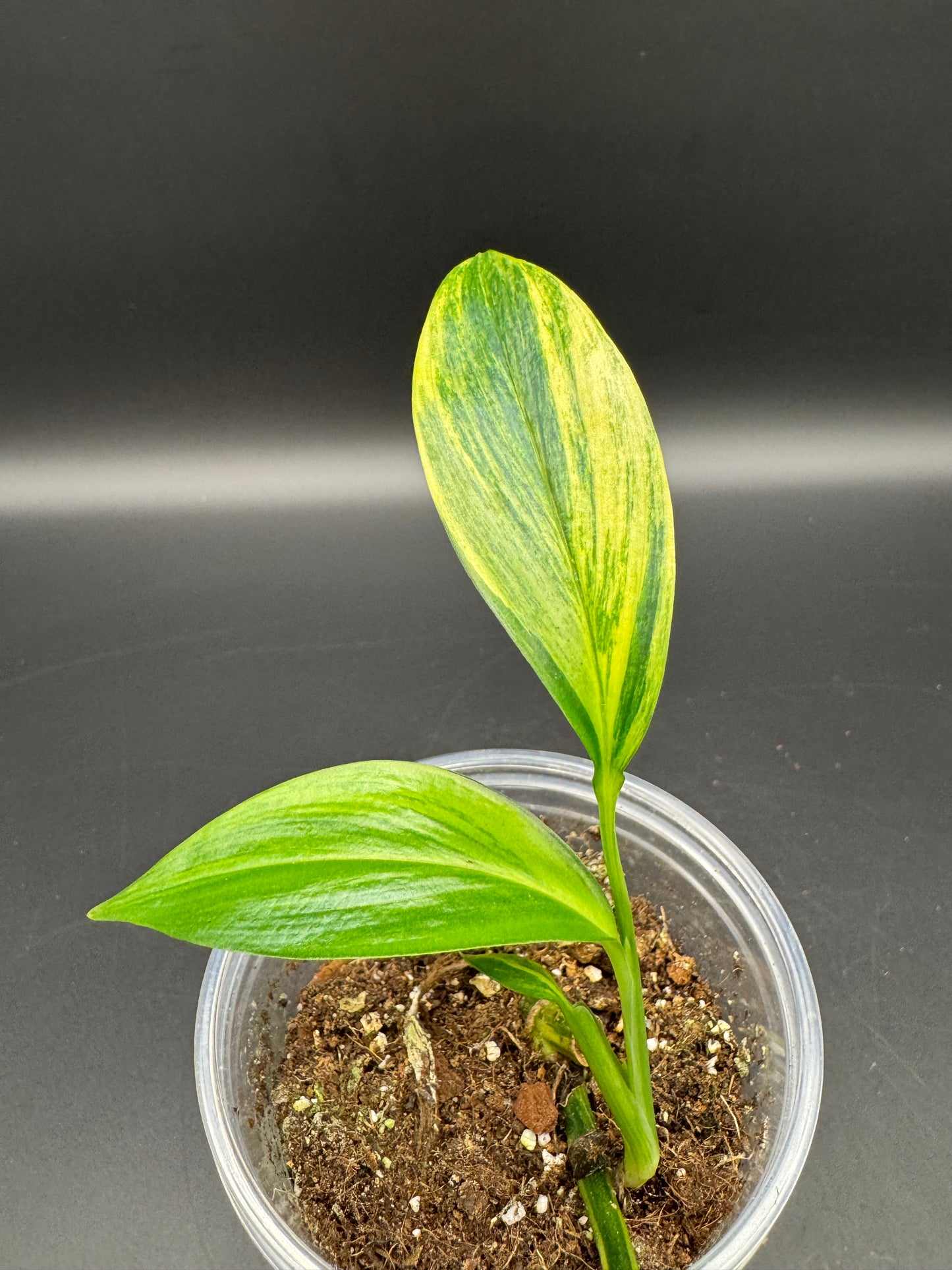Epipremnum amplissimum aurea variegata
