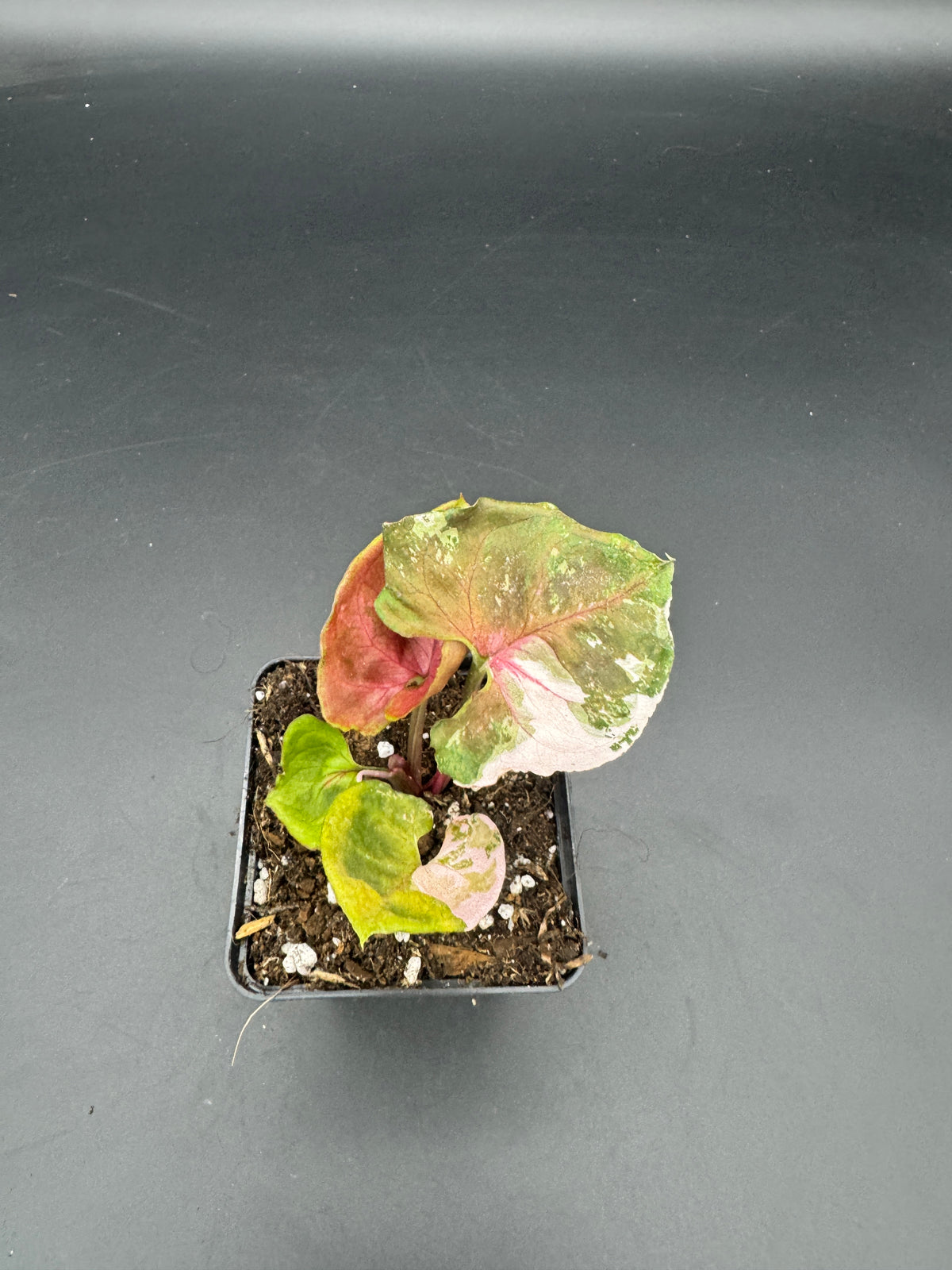 Syngonium strawberry ice Galaxy
