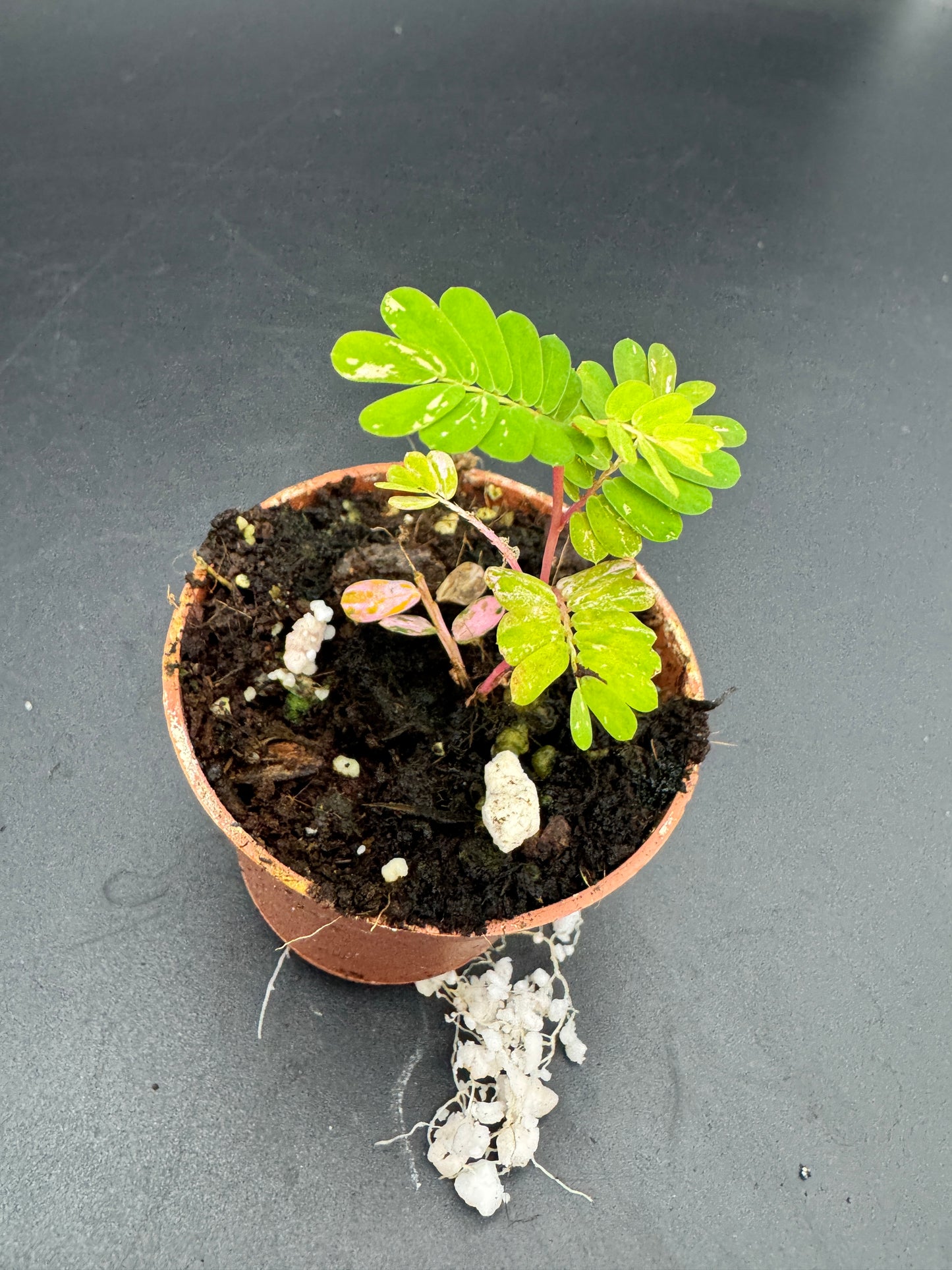 Phyllanthus Urinaria pink Variegata