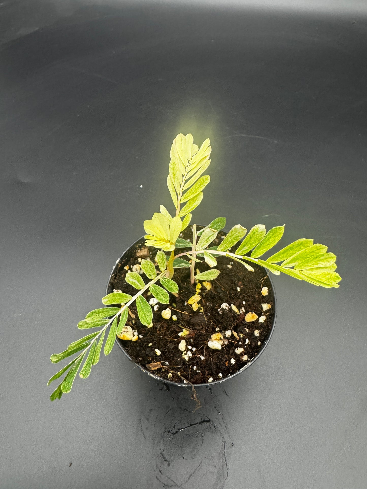 Phyllanthus Urinaria albo Variegata