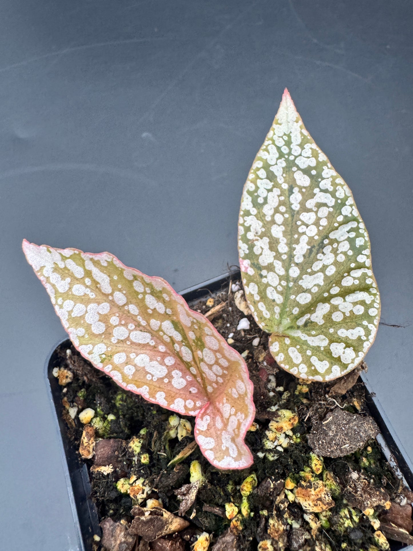 Begonia Snow capped pink variegata