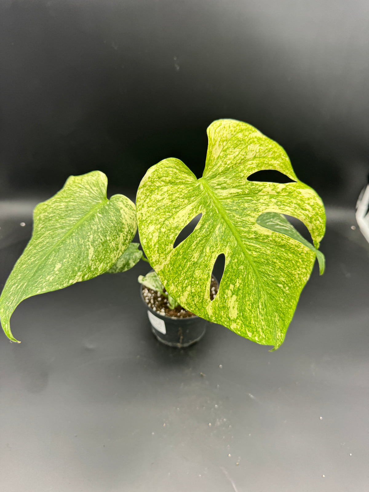 Monstera Mint variegata