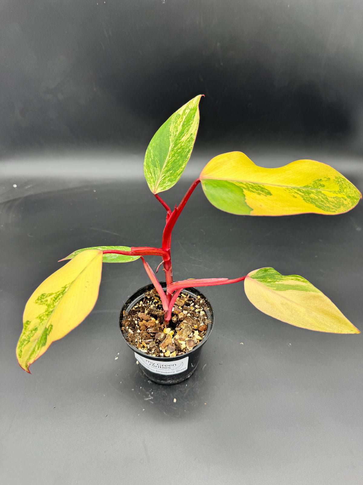 Philodendron Strawberry Shake