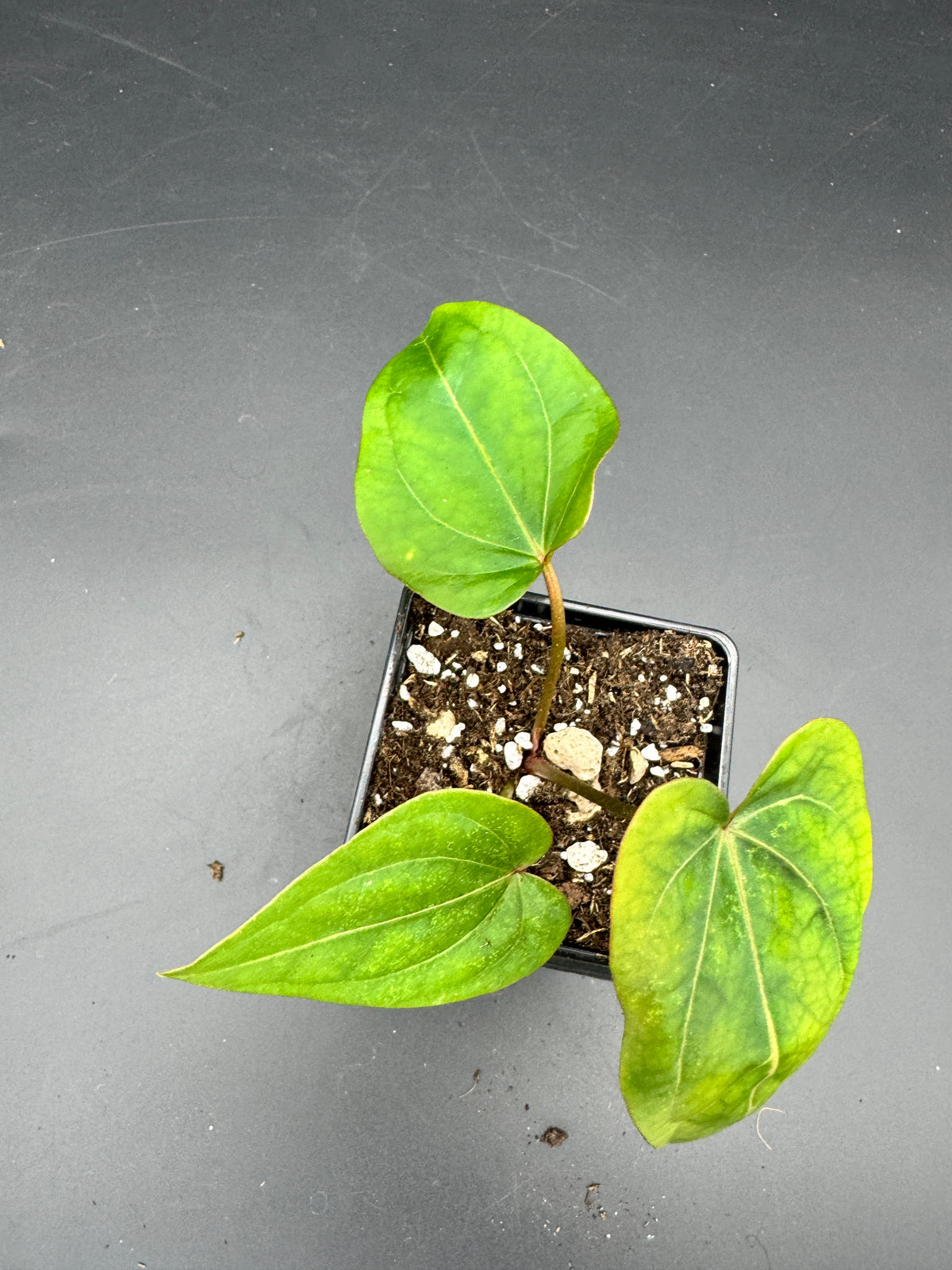 Anthurium Michelle x Black Jack