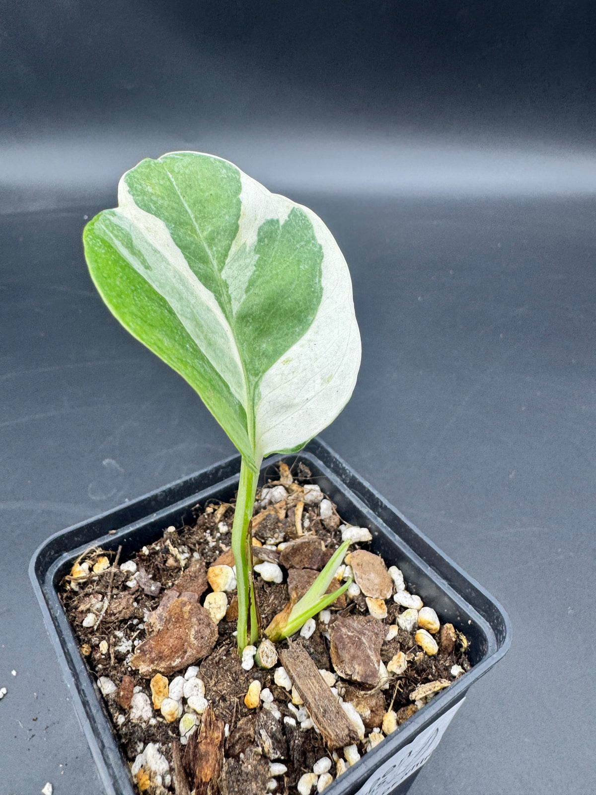 Philodendron Forrest of white