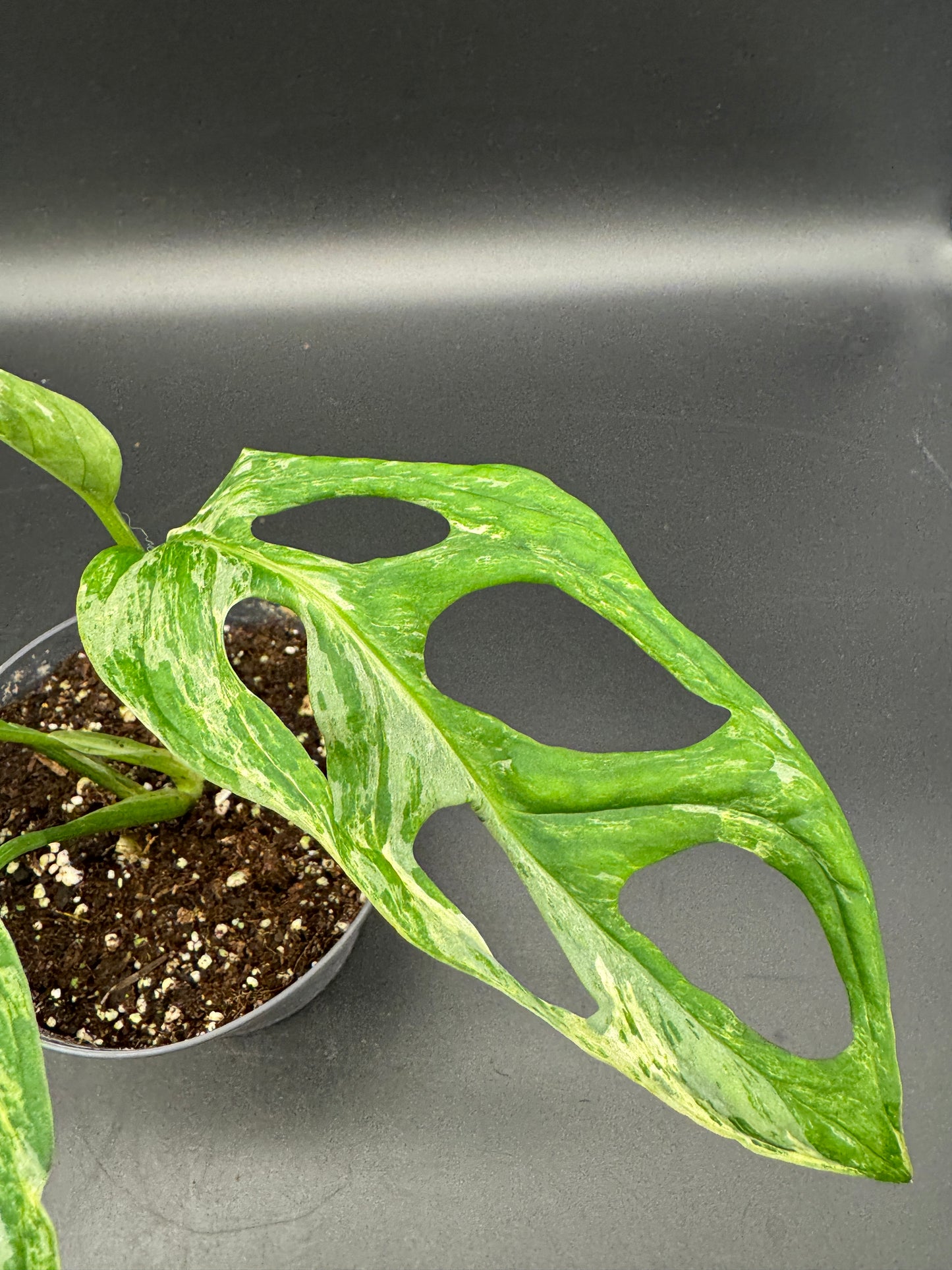 Monstera Adansonii Indonesien marble