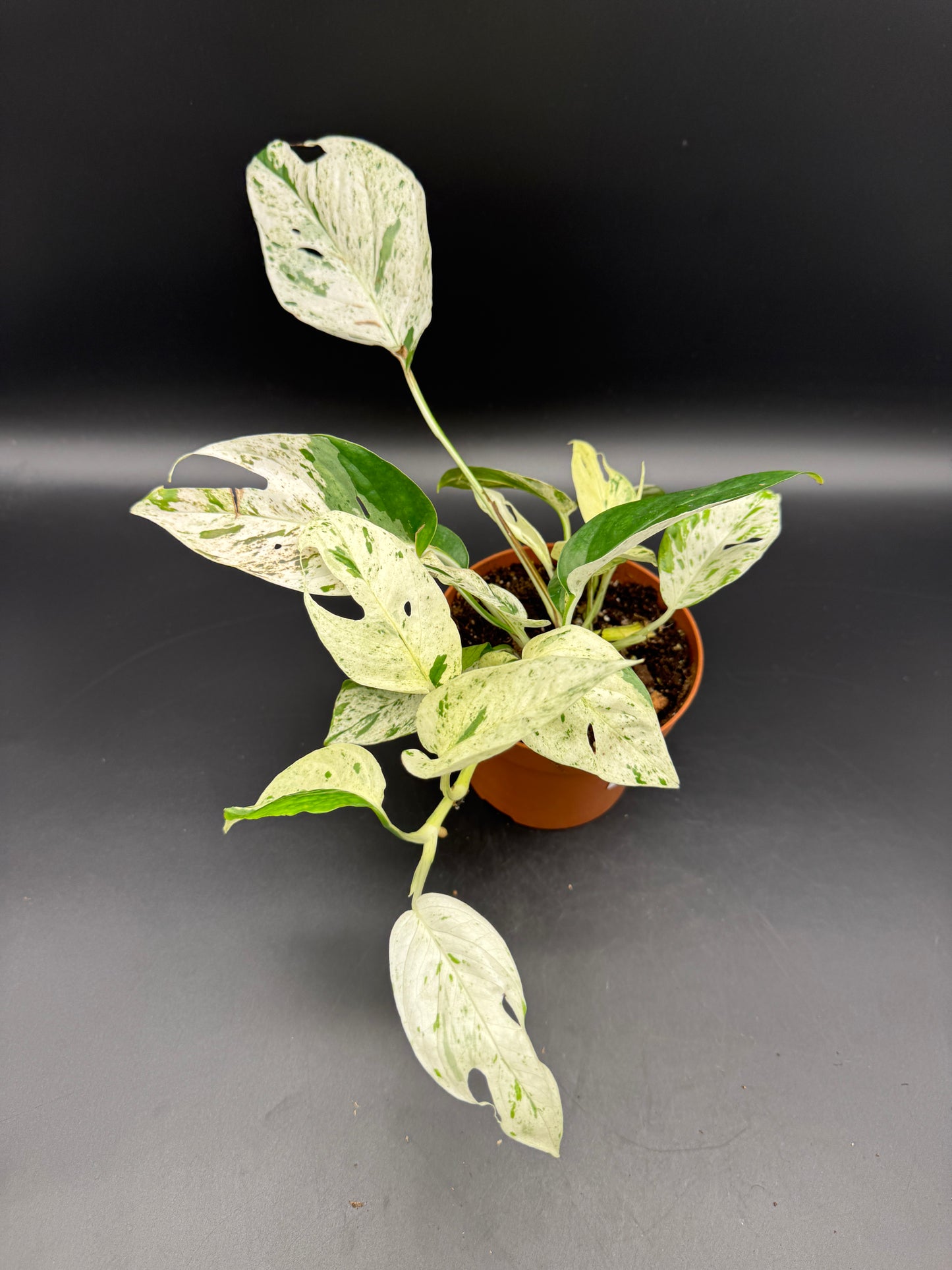 Epipremnum pinnatum marble variegata