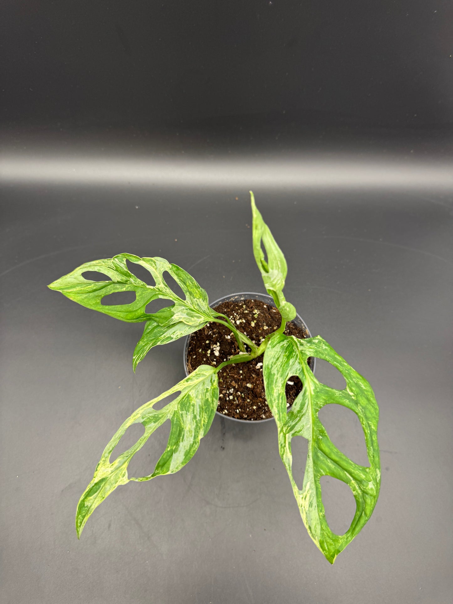 Monstera Adansonii Indonesien marble