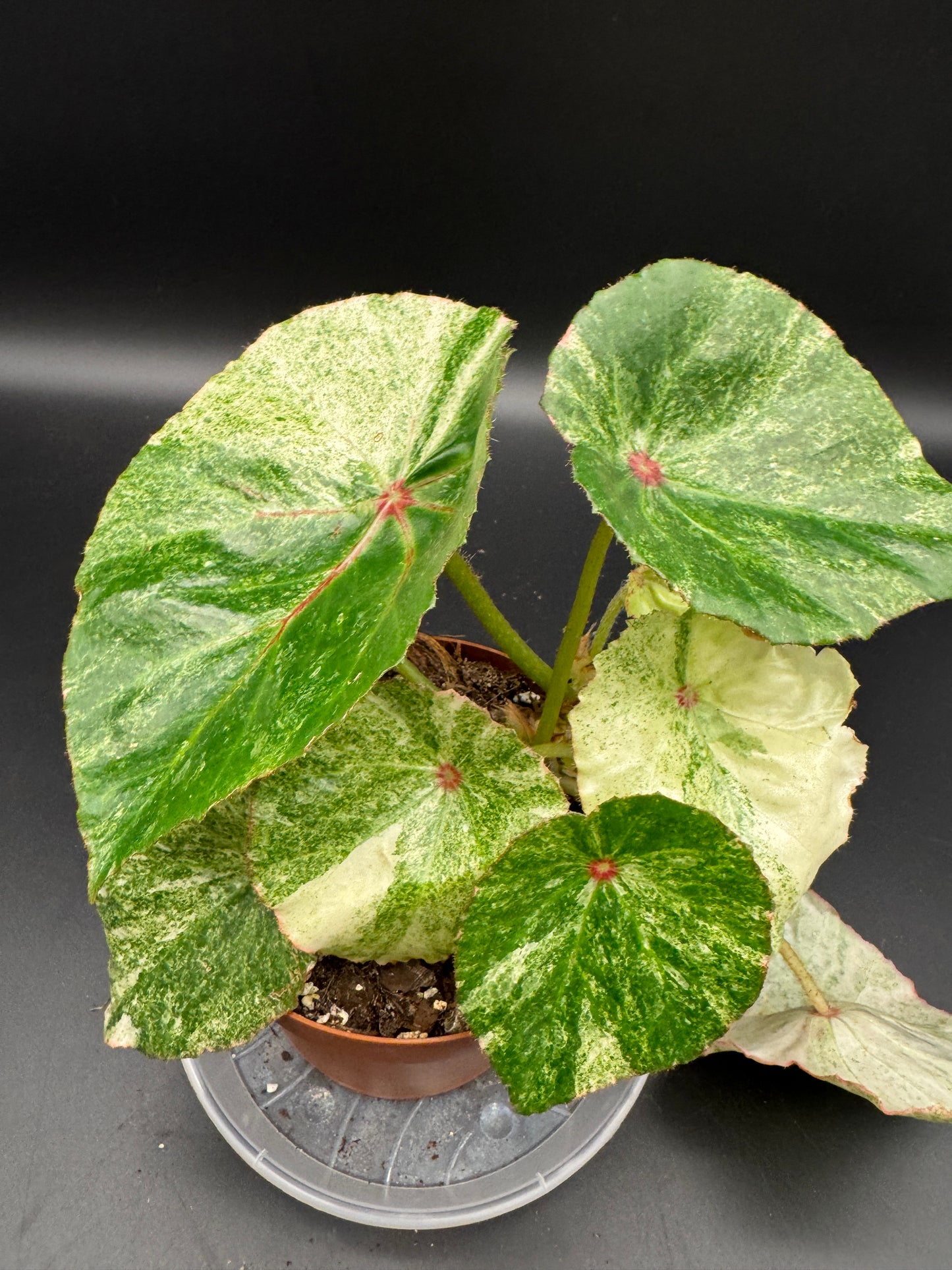 Begonia Rouge variegata