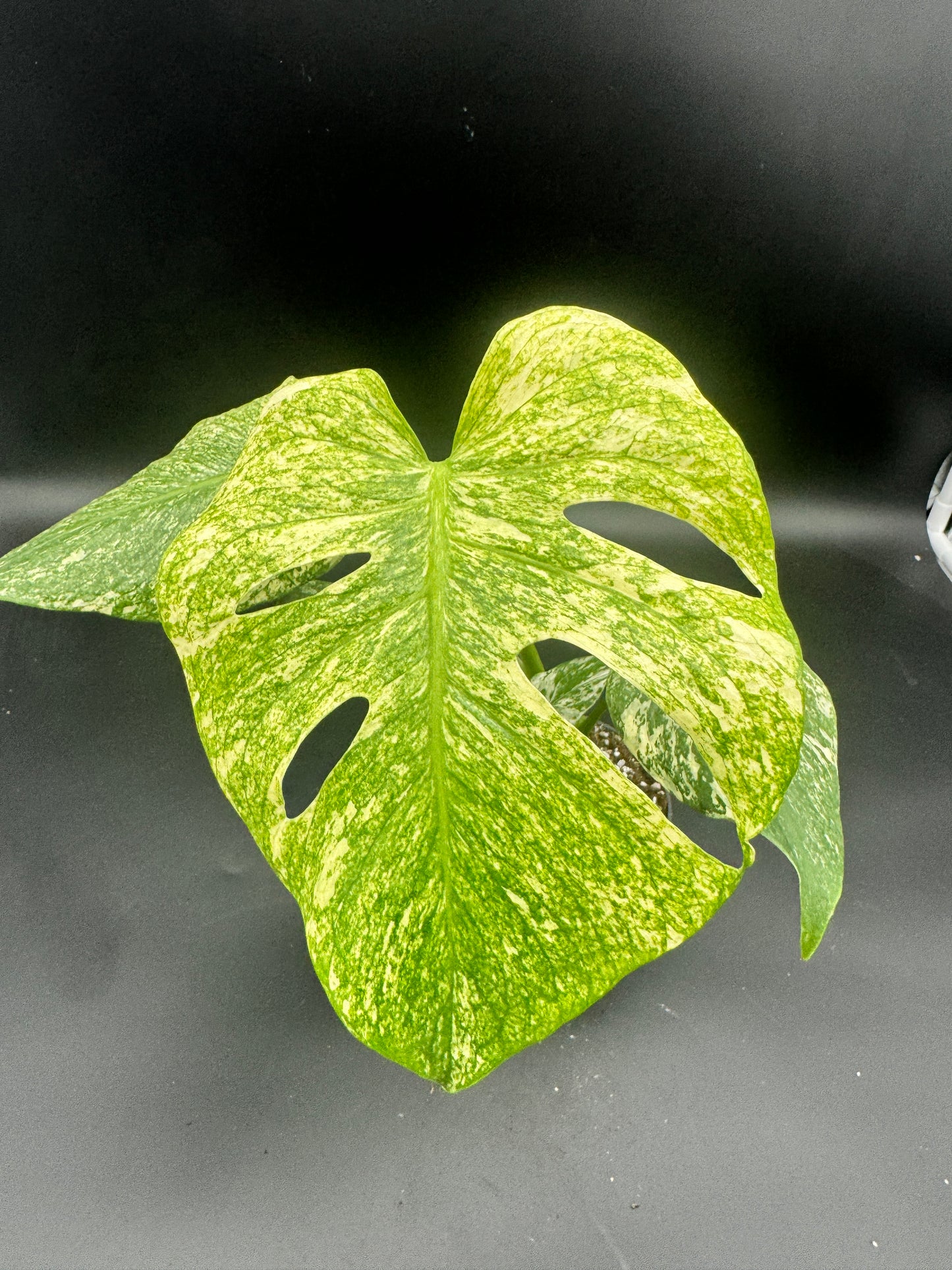 Monstera Mint variegata
