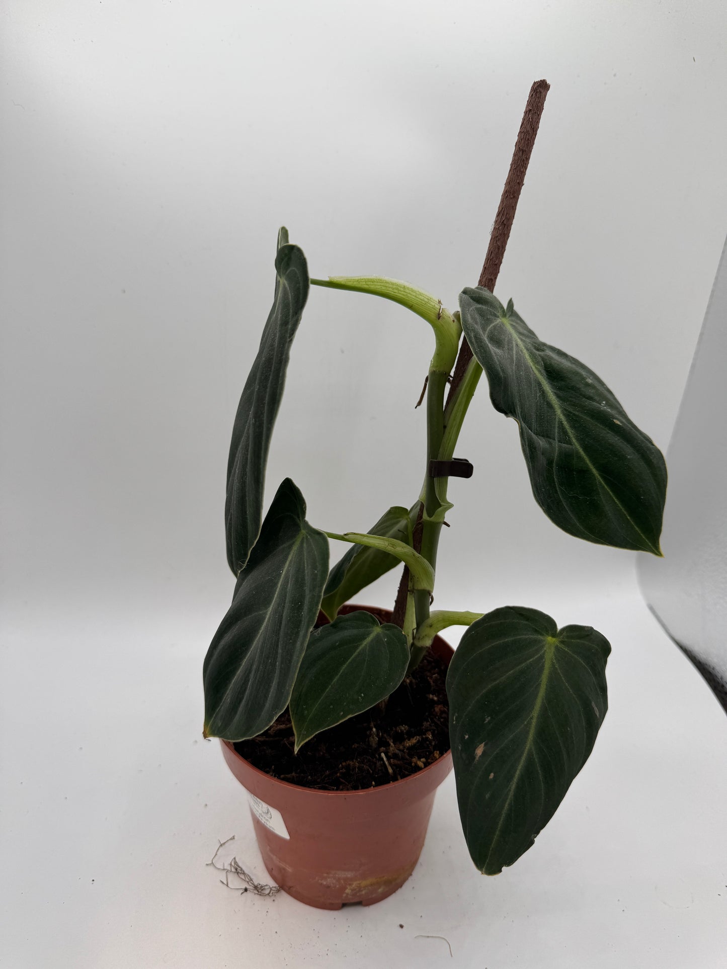 Philodendron Melanochrysum