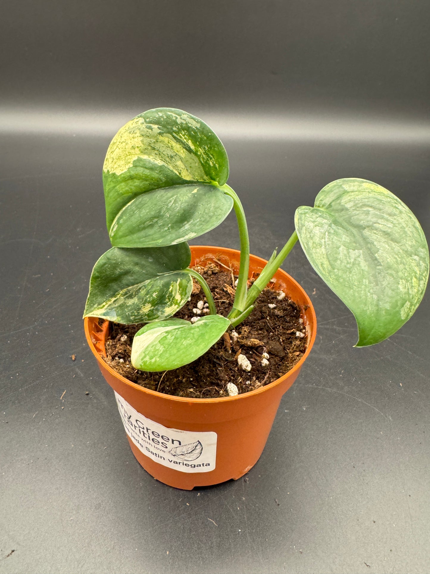 Scindapsus Jade Satin variegata