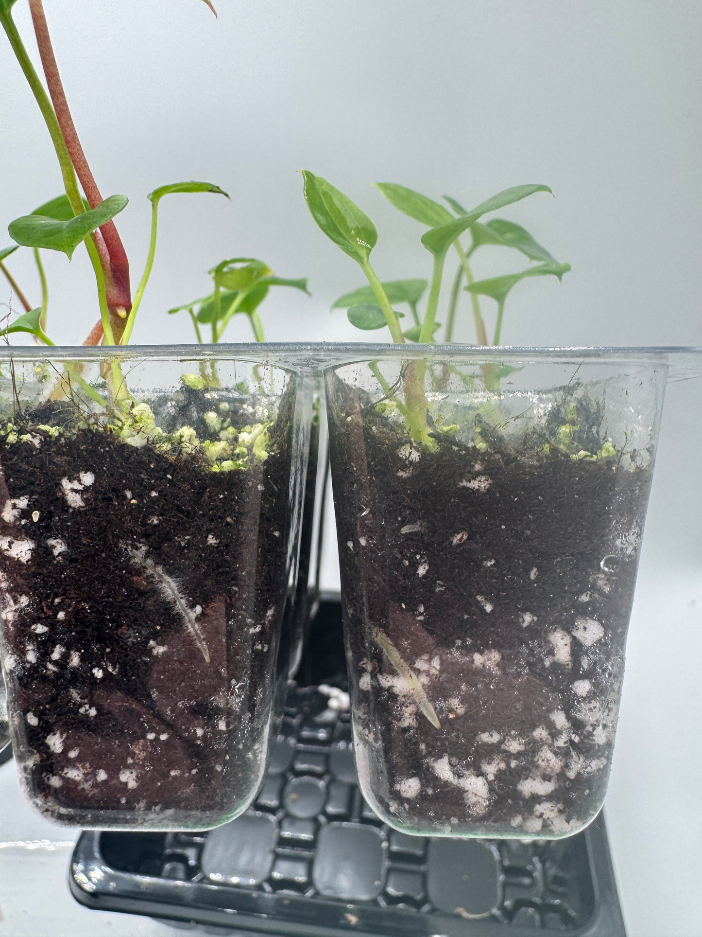 Ace of spades dfxgf X Blue Papi (1 Pflanze)