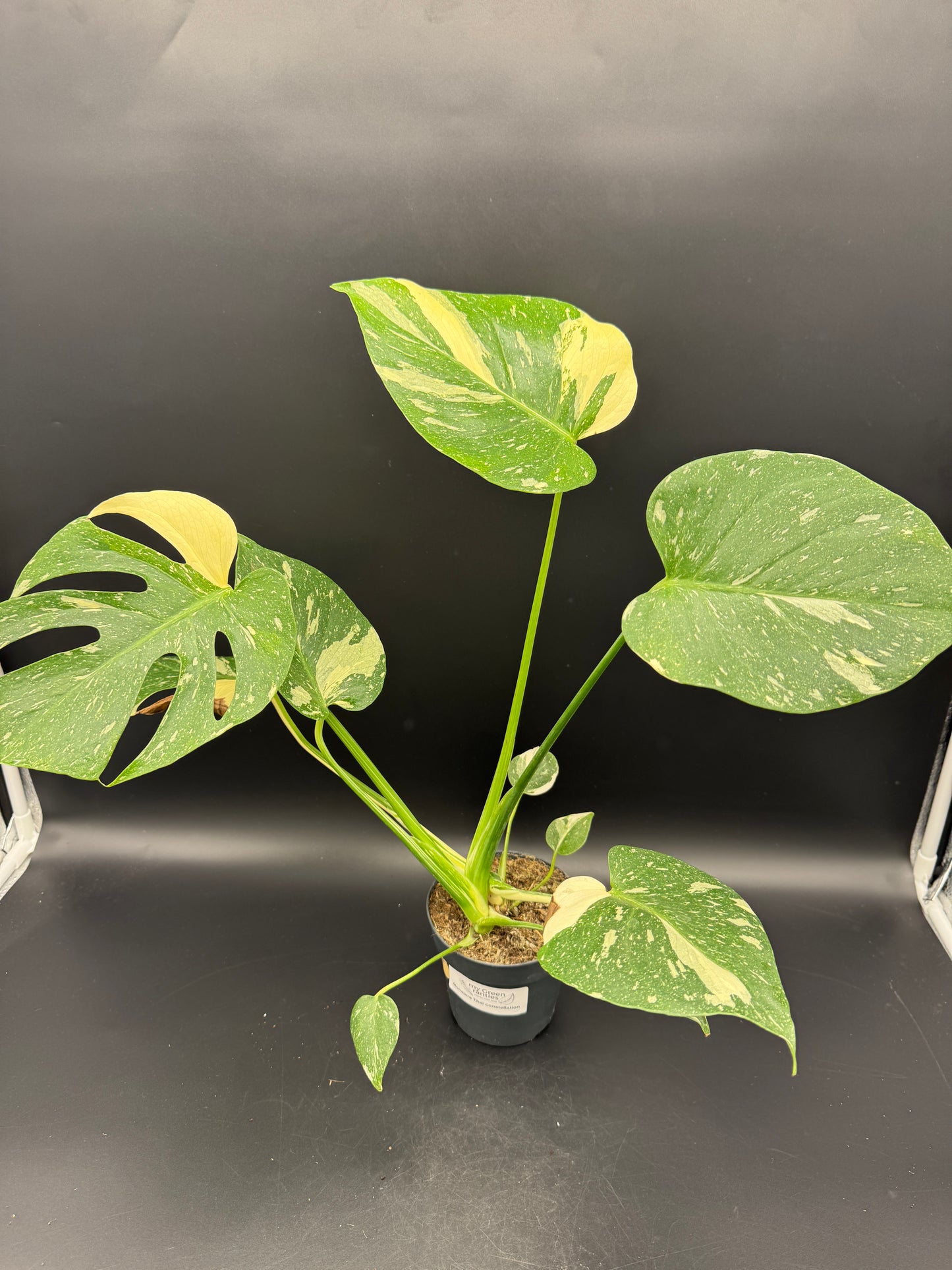 Monstera Thai Constellation 2 Pflanzen im Topf