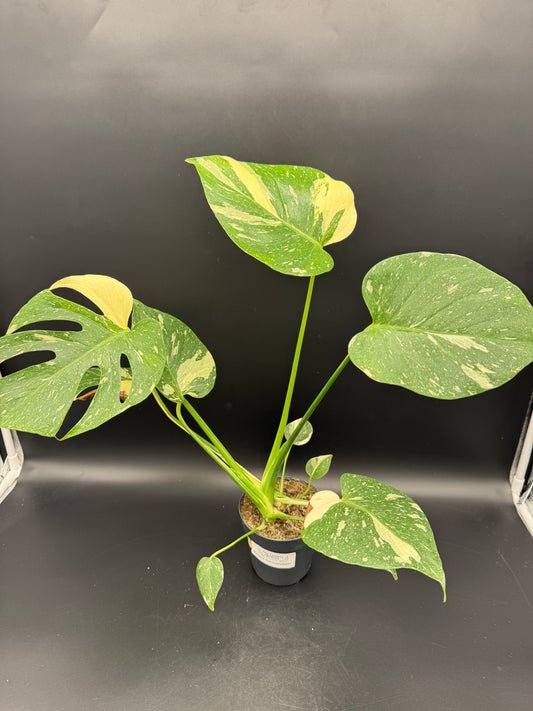 Monstera Thai Constellation 2 Pflanzen im Topf