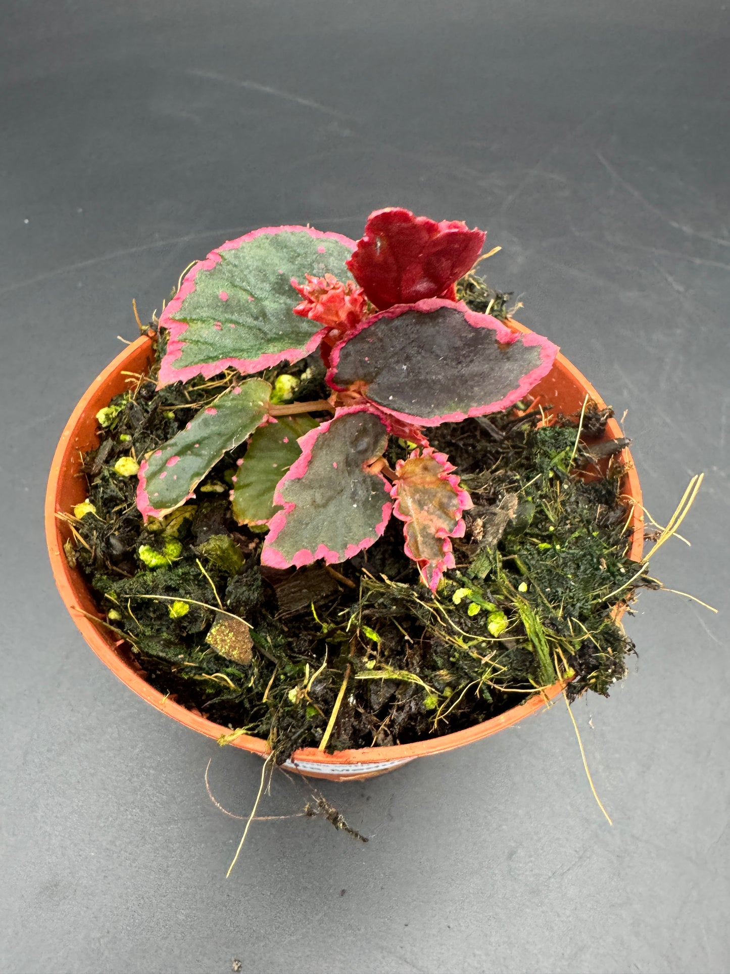 Begonia Medusa