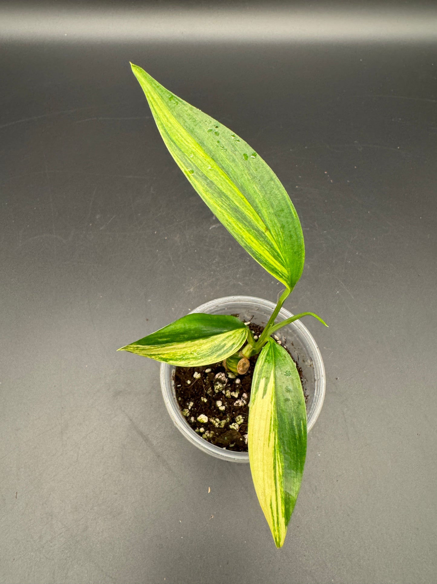 Epipremnum Amplissimum Aurea variegata