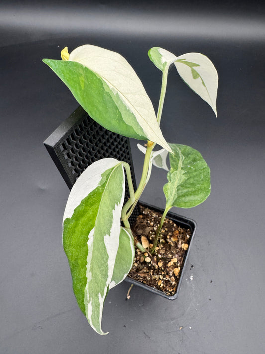Epipremnum pinnatum Ghostie