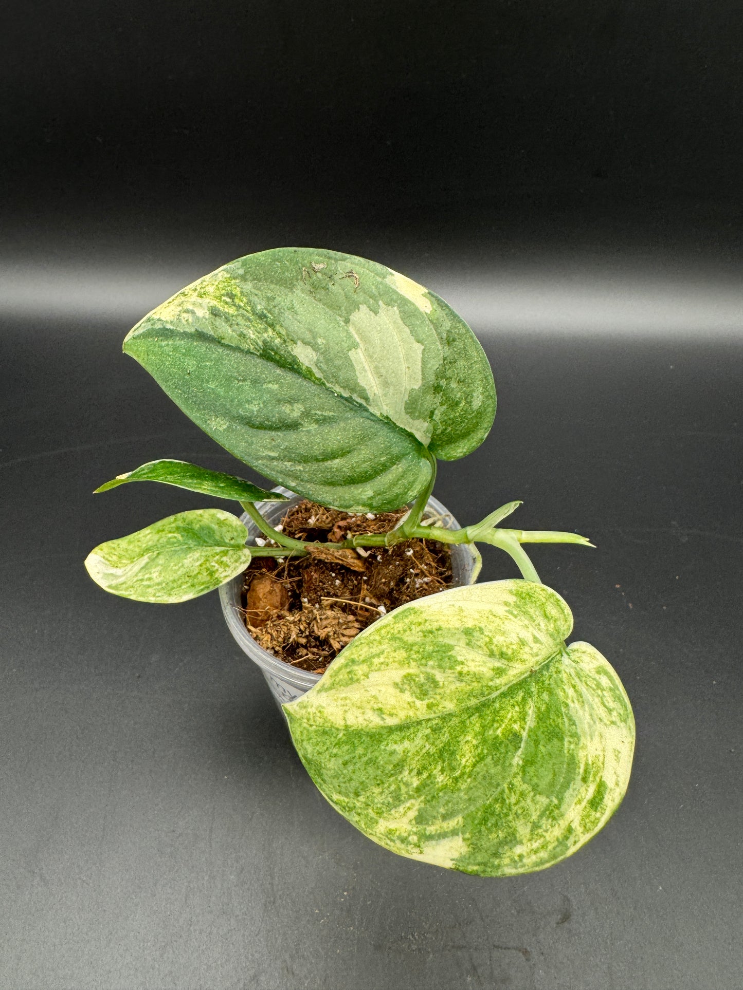 Scindapsus mangurai