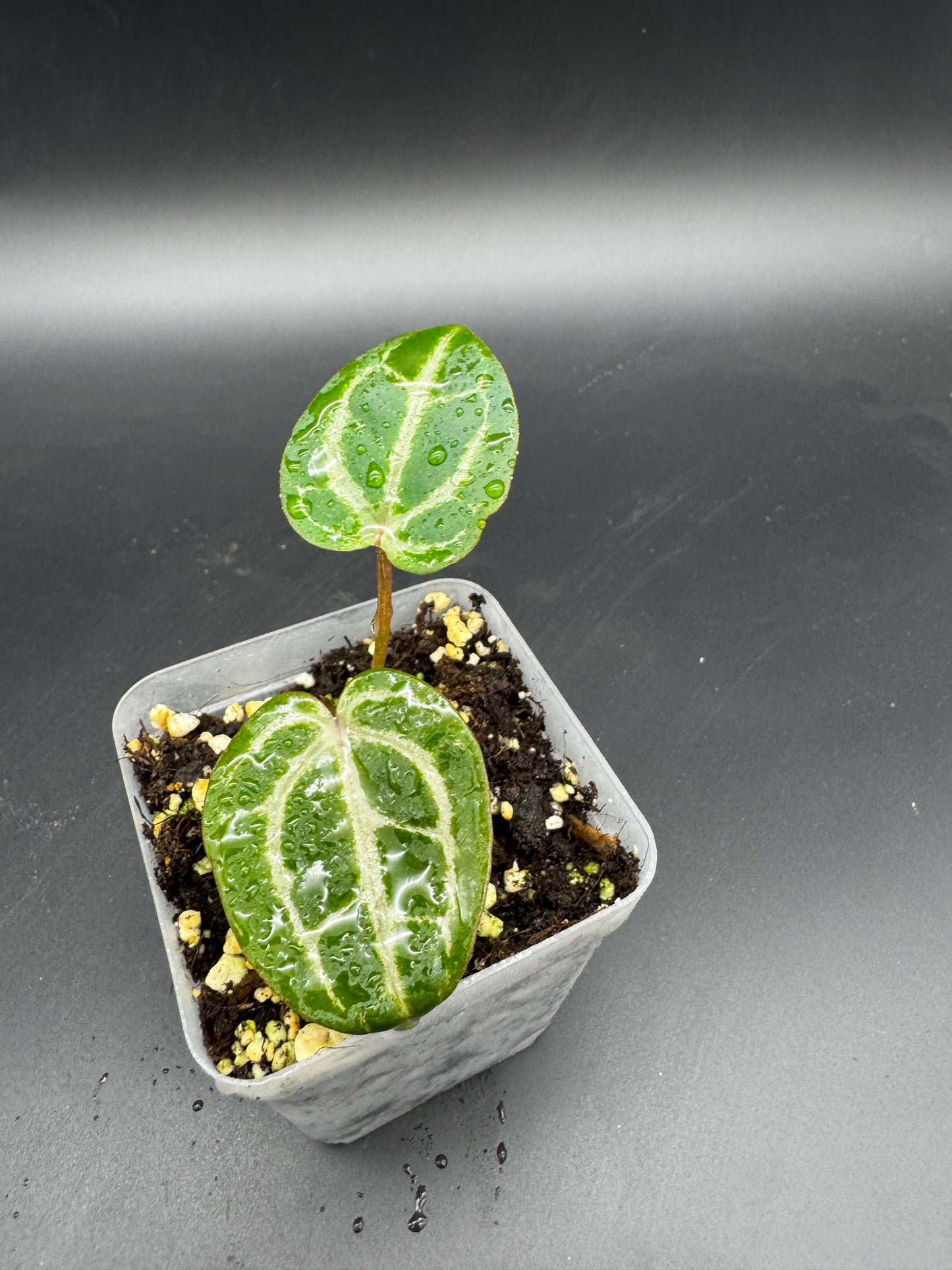 Anthurium Michelle x Michelle
