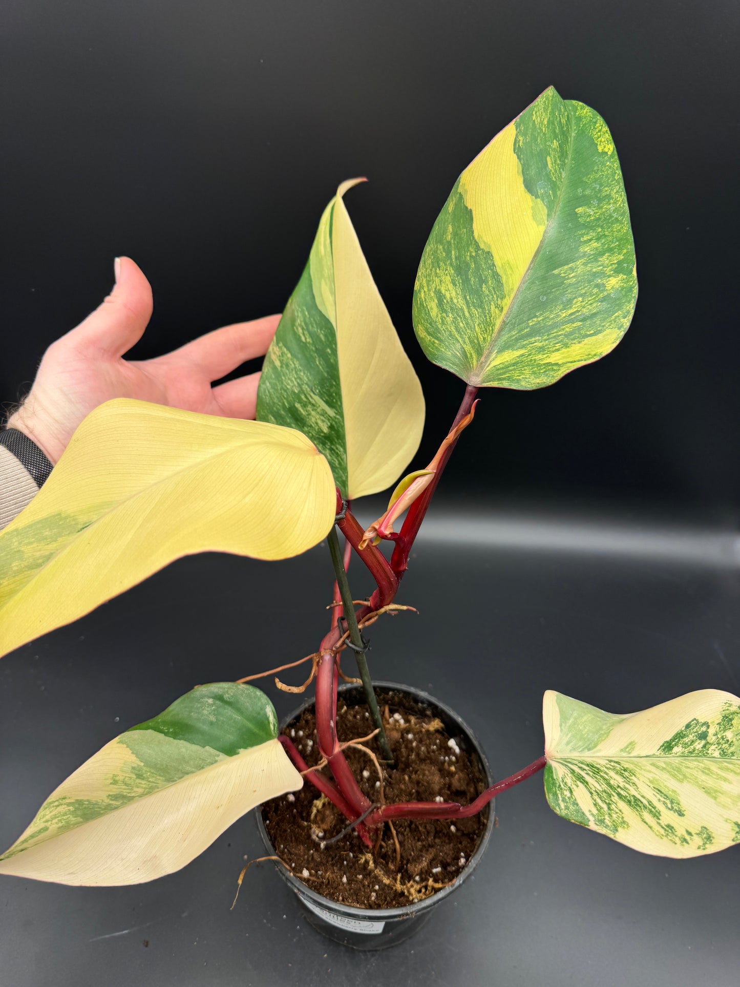 Philodendron strawberry Shake