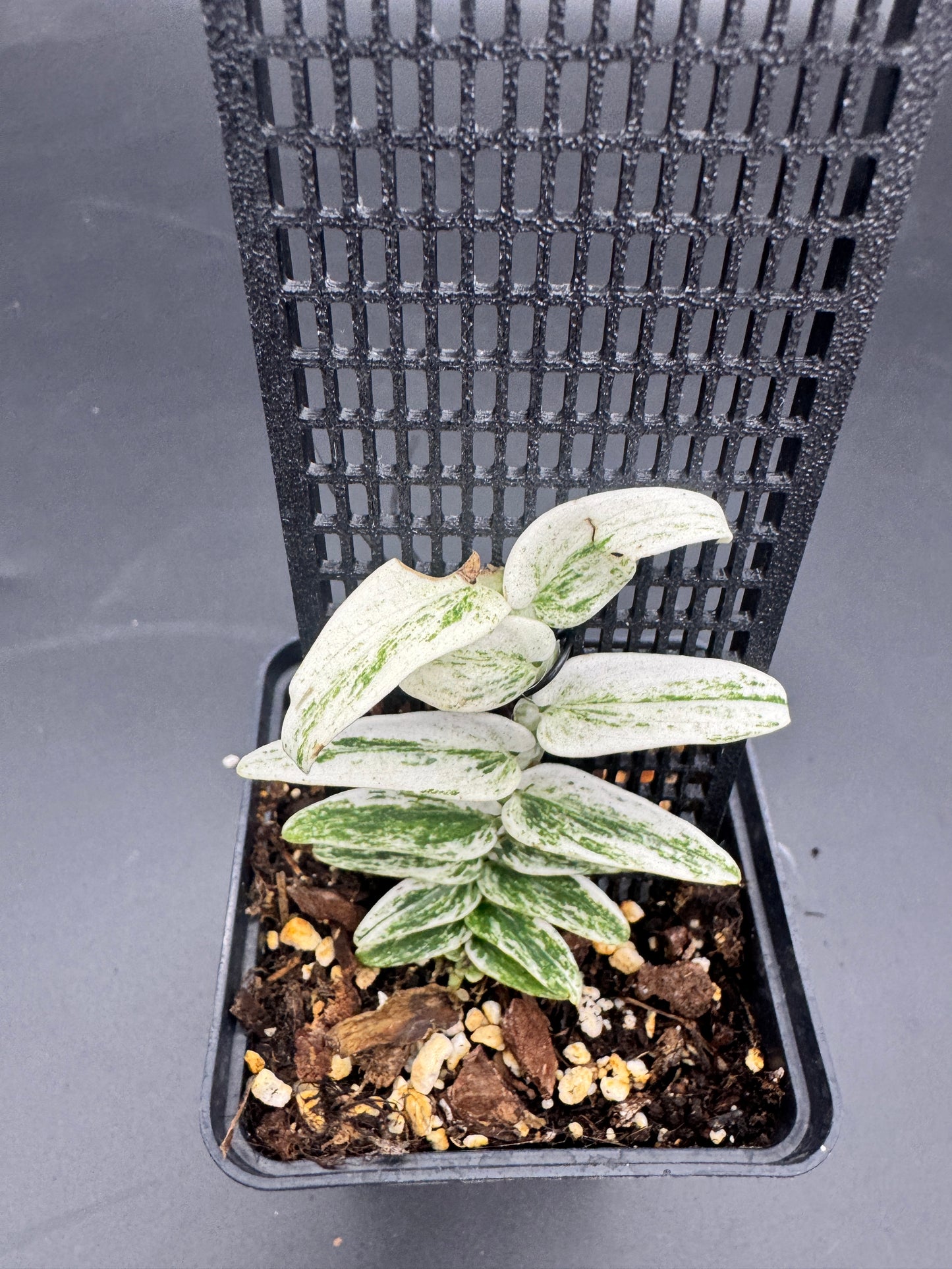 Rhaphidophora Tenuis Silver white Marble variegata