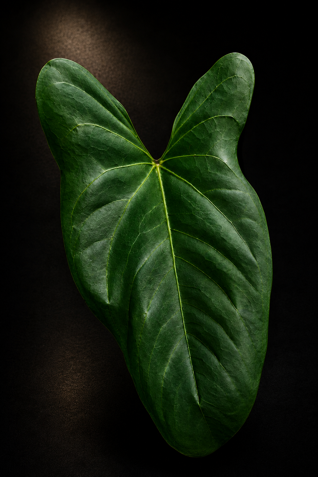 Anthurium Black Sweet mutated X CarlaxPapi Grimreaper seedlings