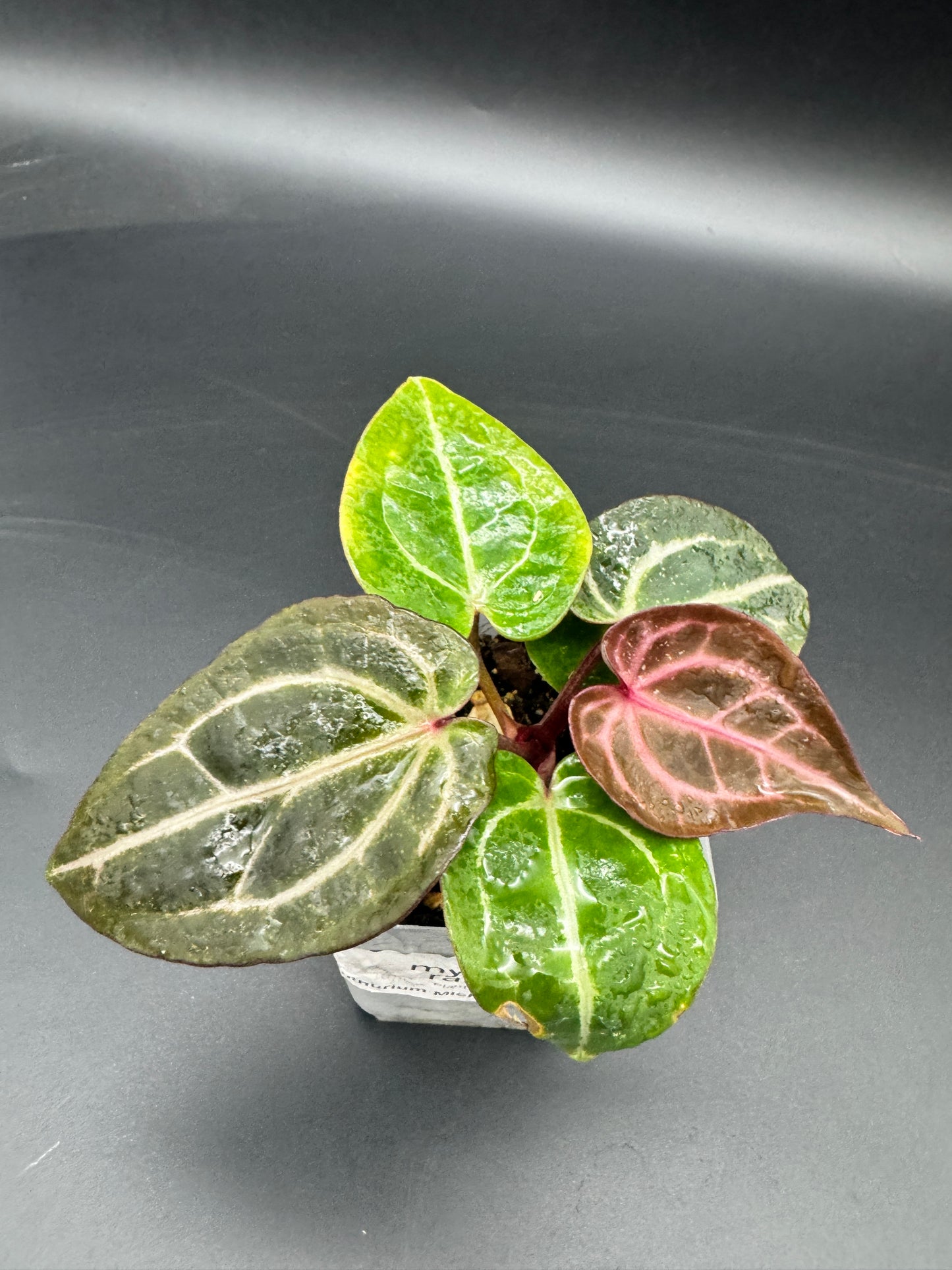 Anthurium Michelle x Michelle