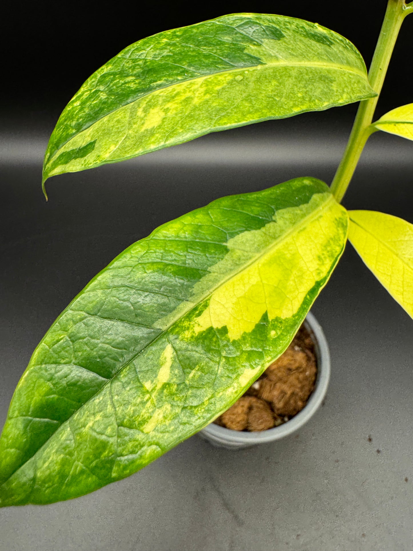 Zomioculcas sp. Kenia Green variegata